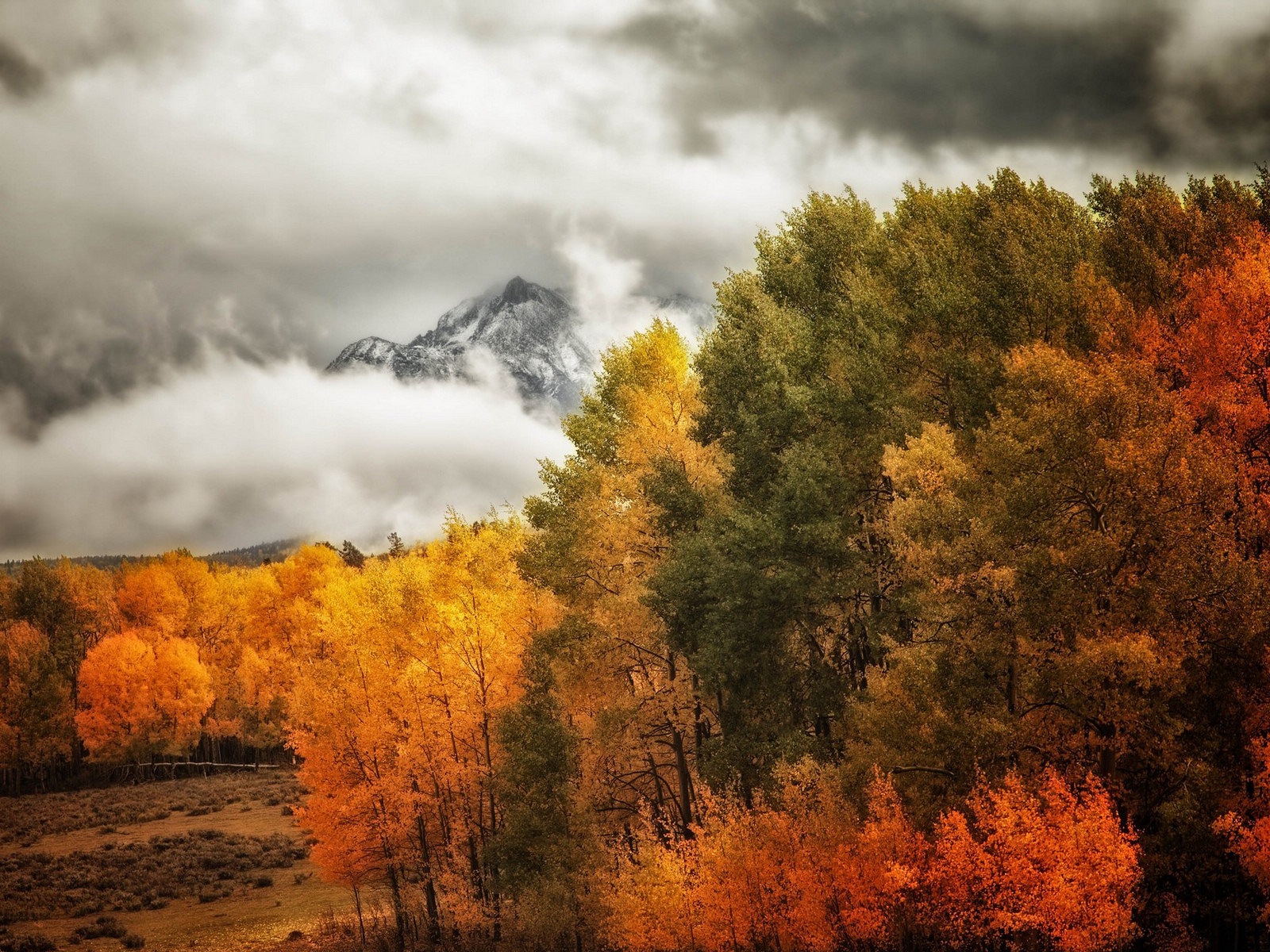 Foggy podzimní listí a stromy HD Tapety na plochu #10 - 1600x1200