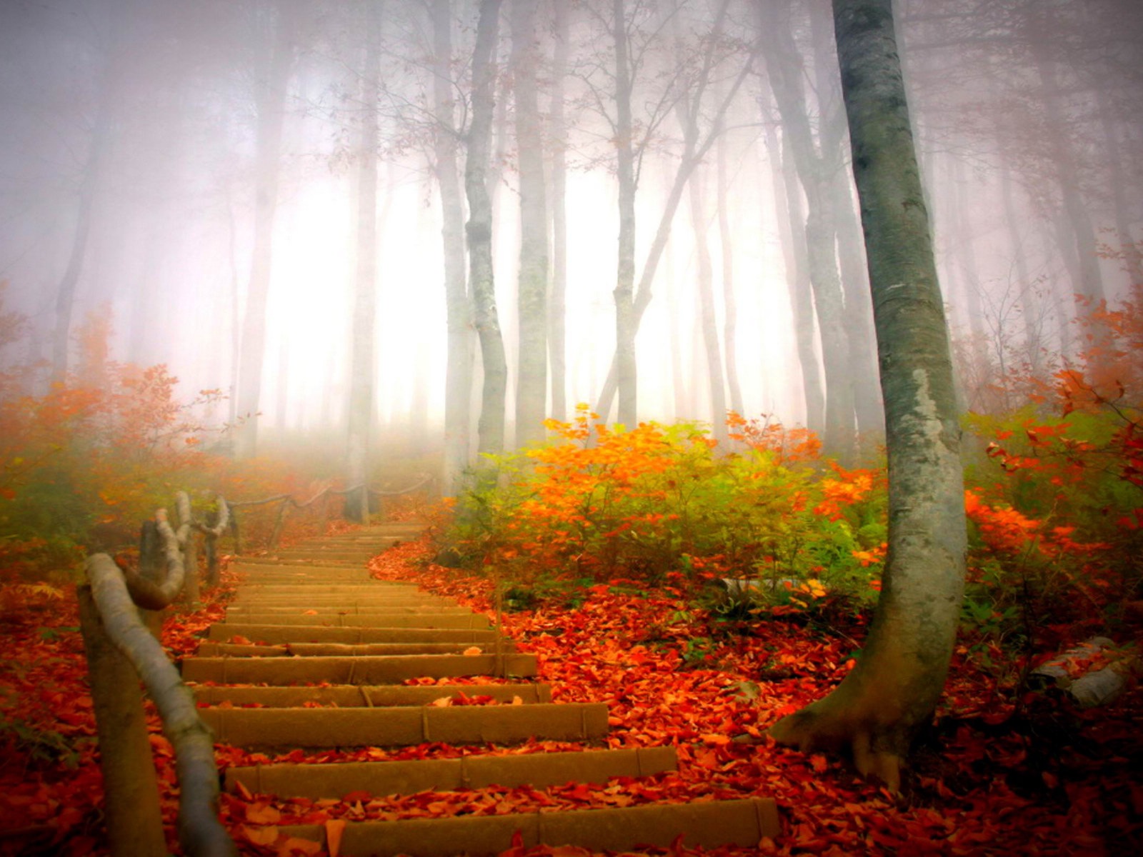 Foggy podzimní listí a stromy HD Tapety na plochu #12 - 1600x1200