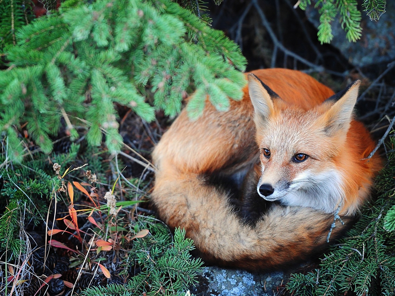 Animaux en gros plan, mignon fonds d'écran HD de renard #3 - 1600x1200