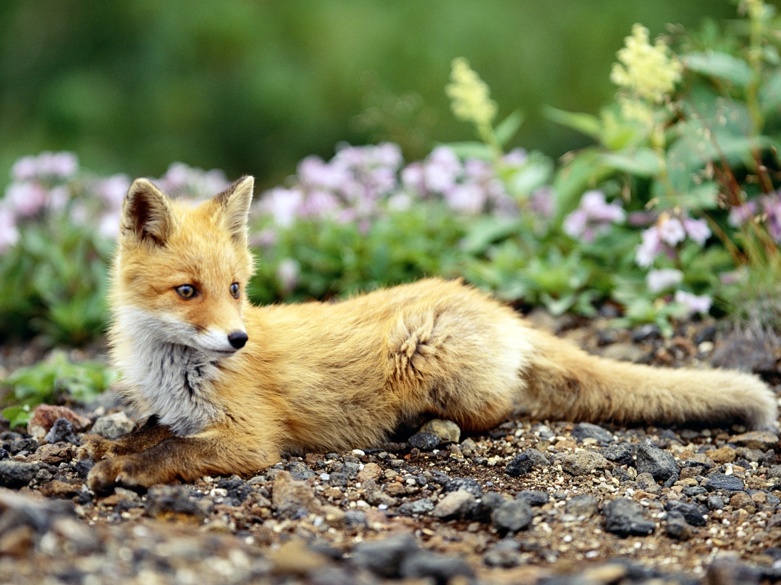 Animal close-up, cute fox HD wallpapers #7 - 1600x1200