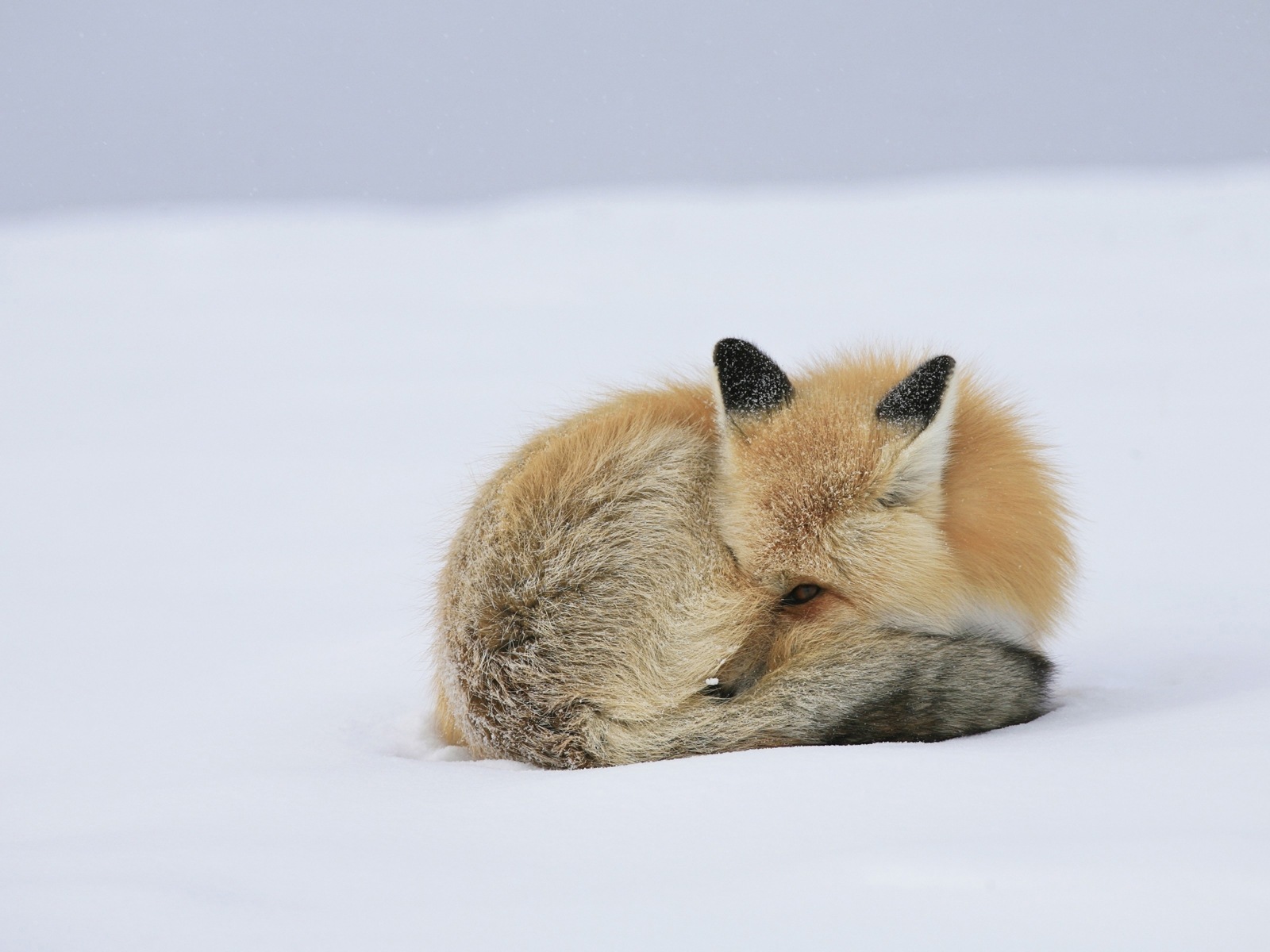 Animal close-up, cute fox HD wallpapers #11 - 1600x1200