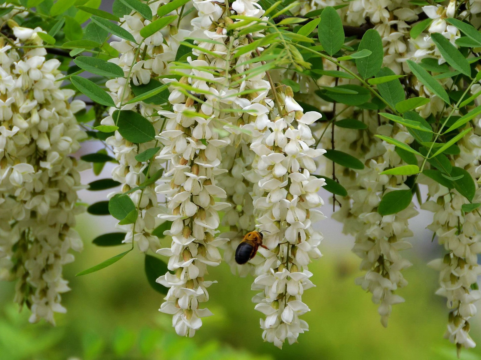 ホワイトピンクのイナゴの木の花のHDの壁紙 #3 - 1600x1200