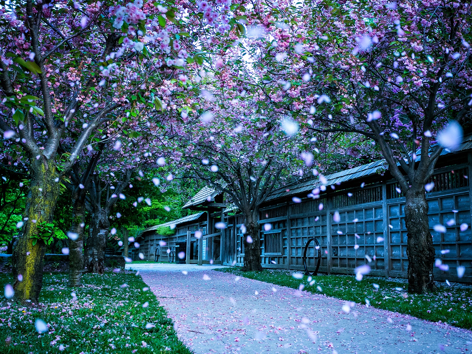 꽃은 땅에 아름다운의 HD 배경 화면 가을 #4 - 1600x1200