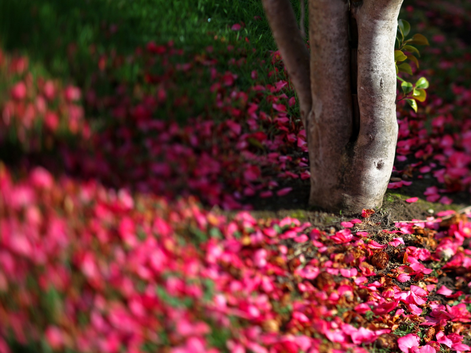 꽃은 땅에 아름다운의 HD 배경 화면 가을 #7 - 1600x1200