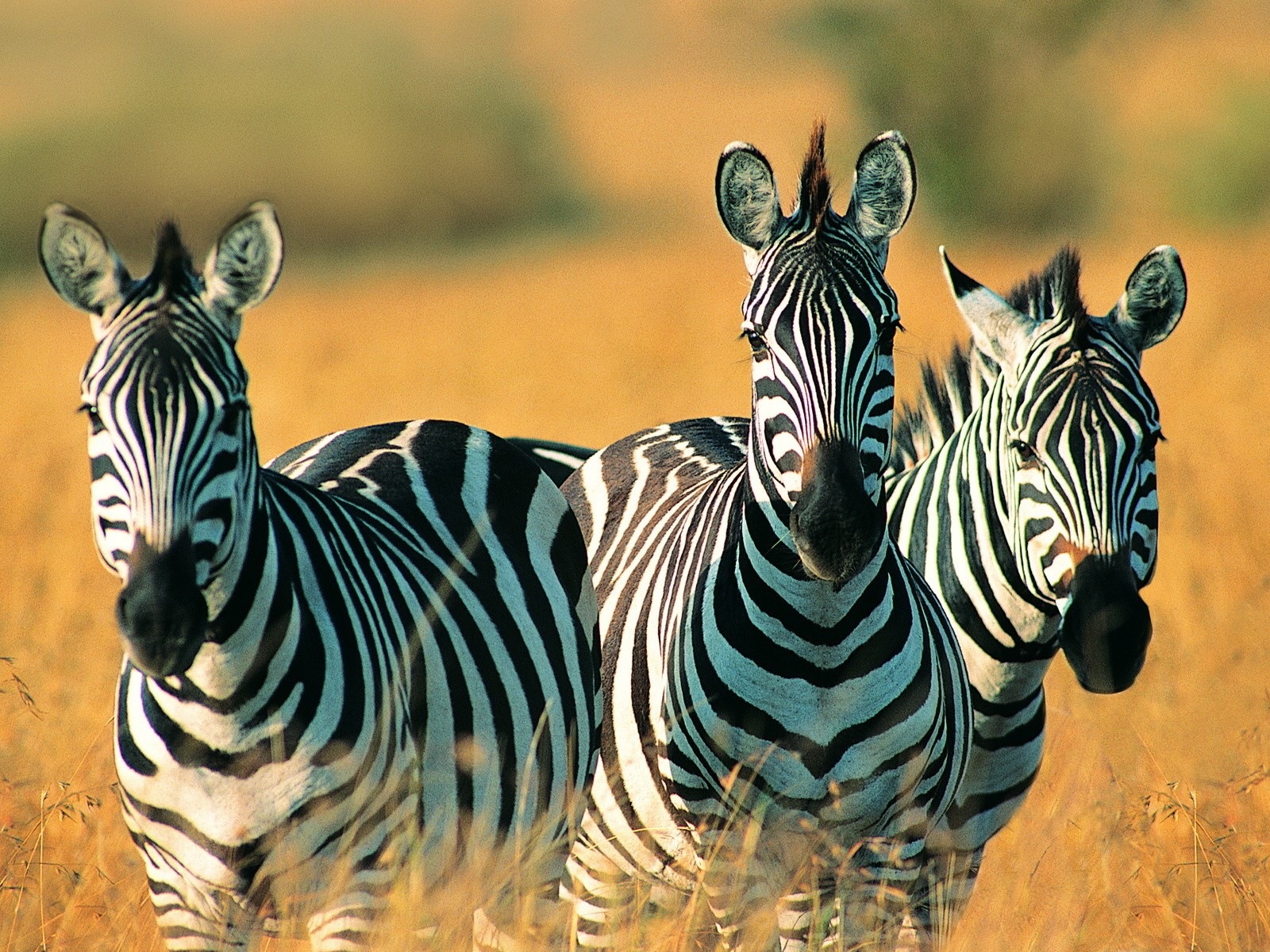 Schwarz-weiß gestreifte Tier, Zebra HD Wallpaper #3 - 1600x1200