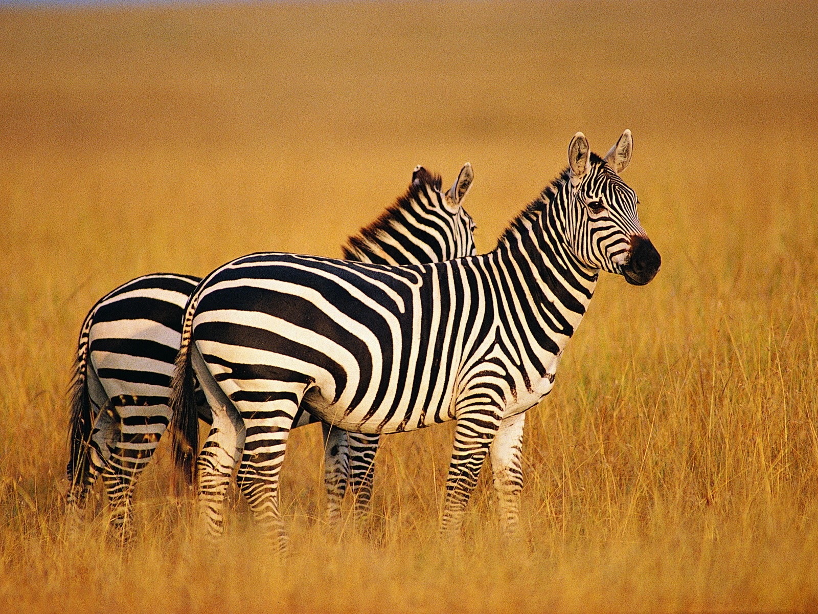 Black and white striped animal, zebra HD wallpapers #7 - 1600x1200