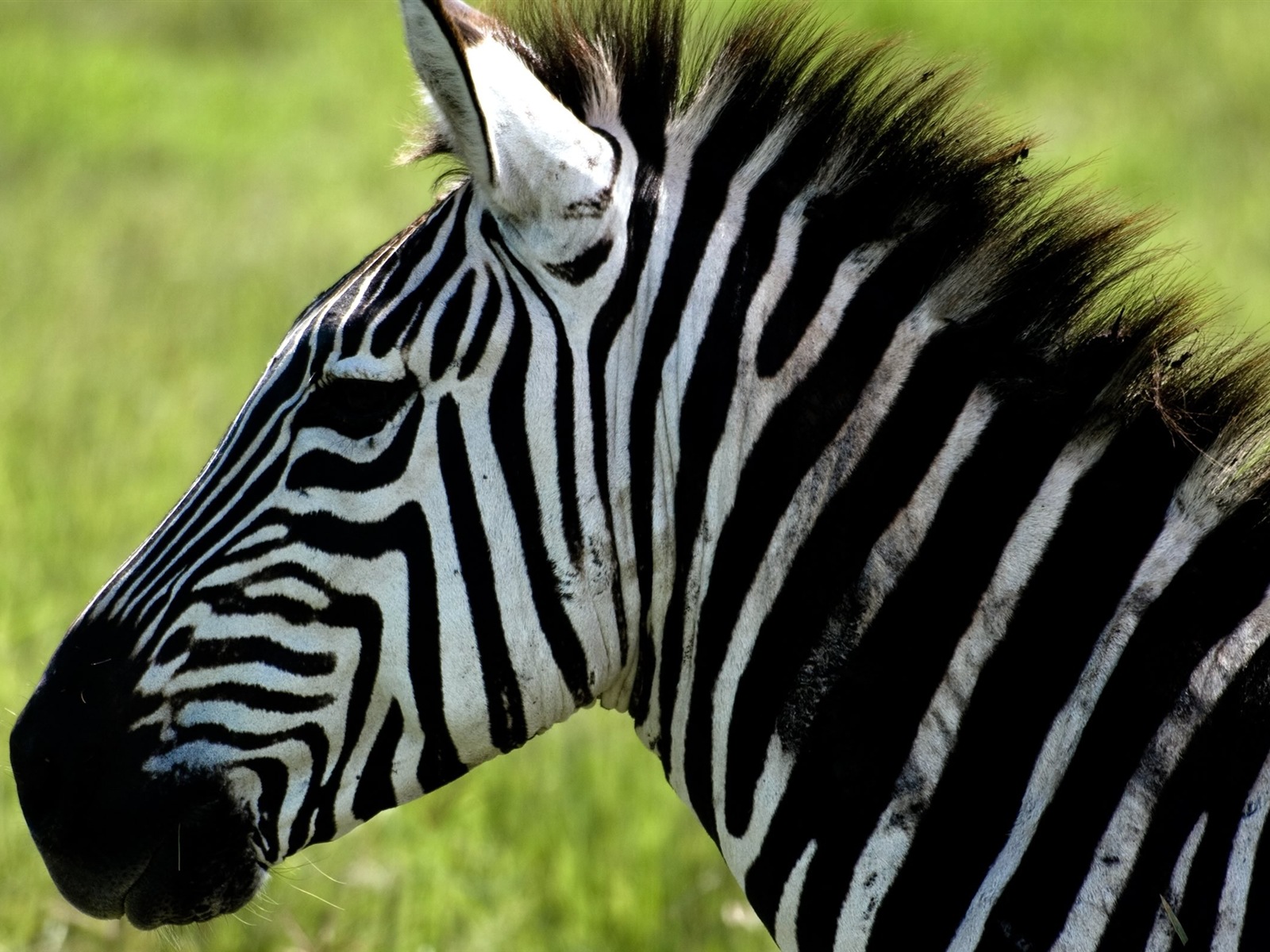 Schwarz-weiß gestreifte Tier, Zebra HD Wallpaper #9 - 1600x1200