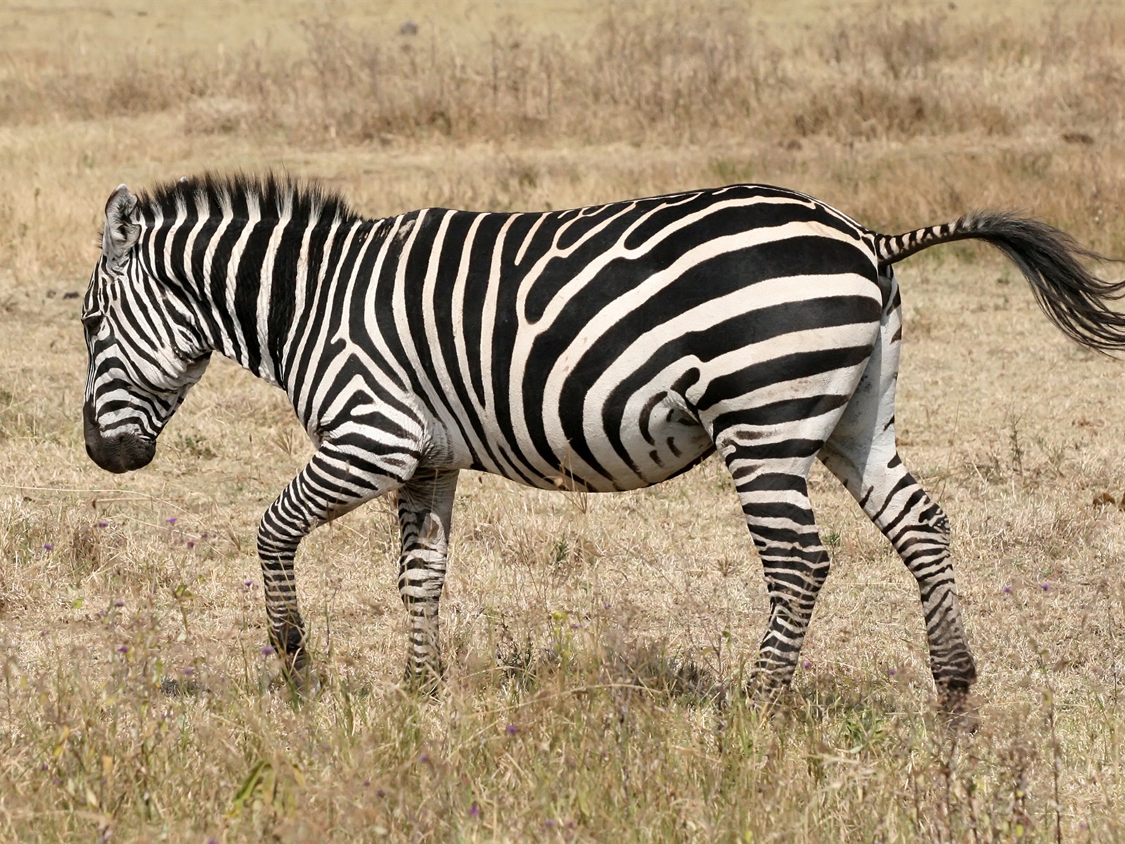Black and white striped animal, zebra HD wallpapers #18 - 1600x1200