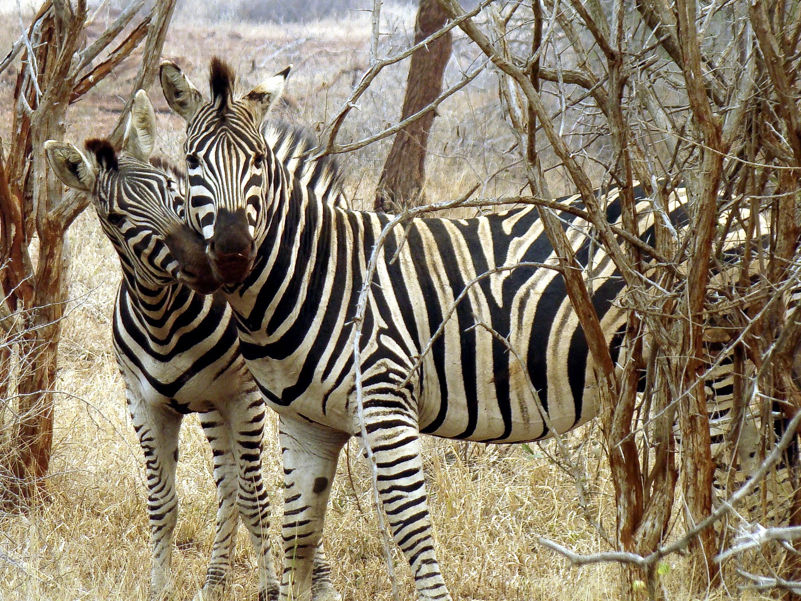 Schwarz-weiß gestreifte Tier, Zebra HD Wallpaper #20 - 1600x1200