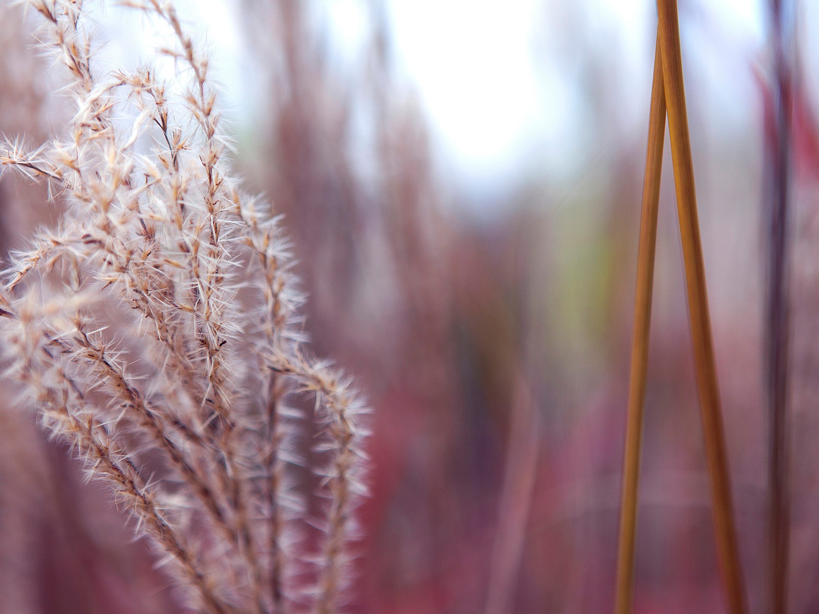 五颜六色的鲜花特写，Windows 8 高清壁纸6 - 1600x1200