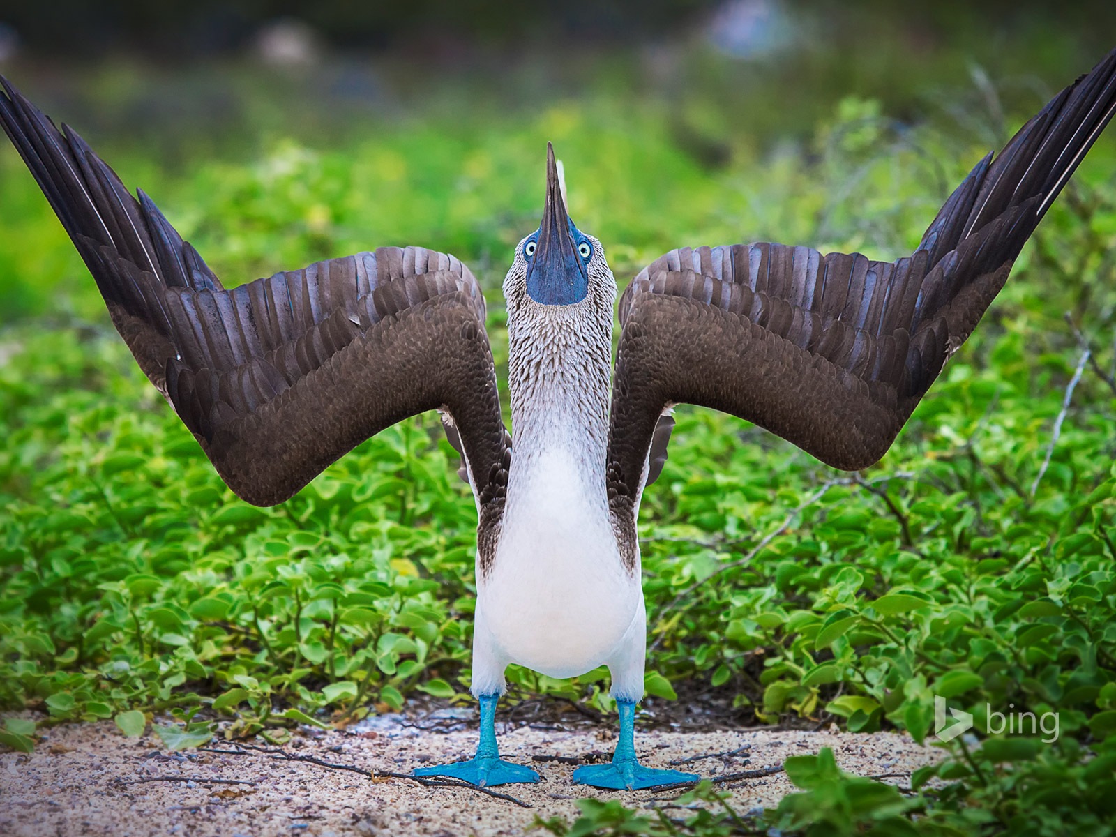 June 2014 Bing official wallpaper selection #6 - 1600x1200