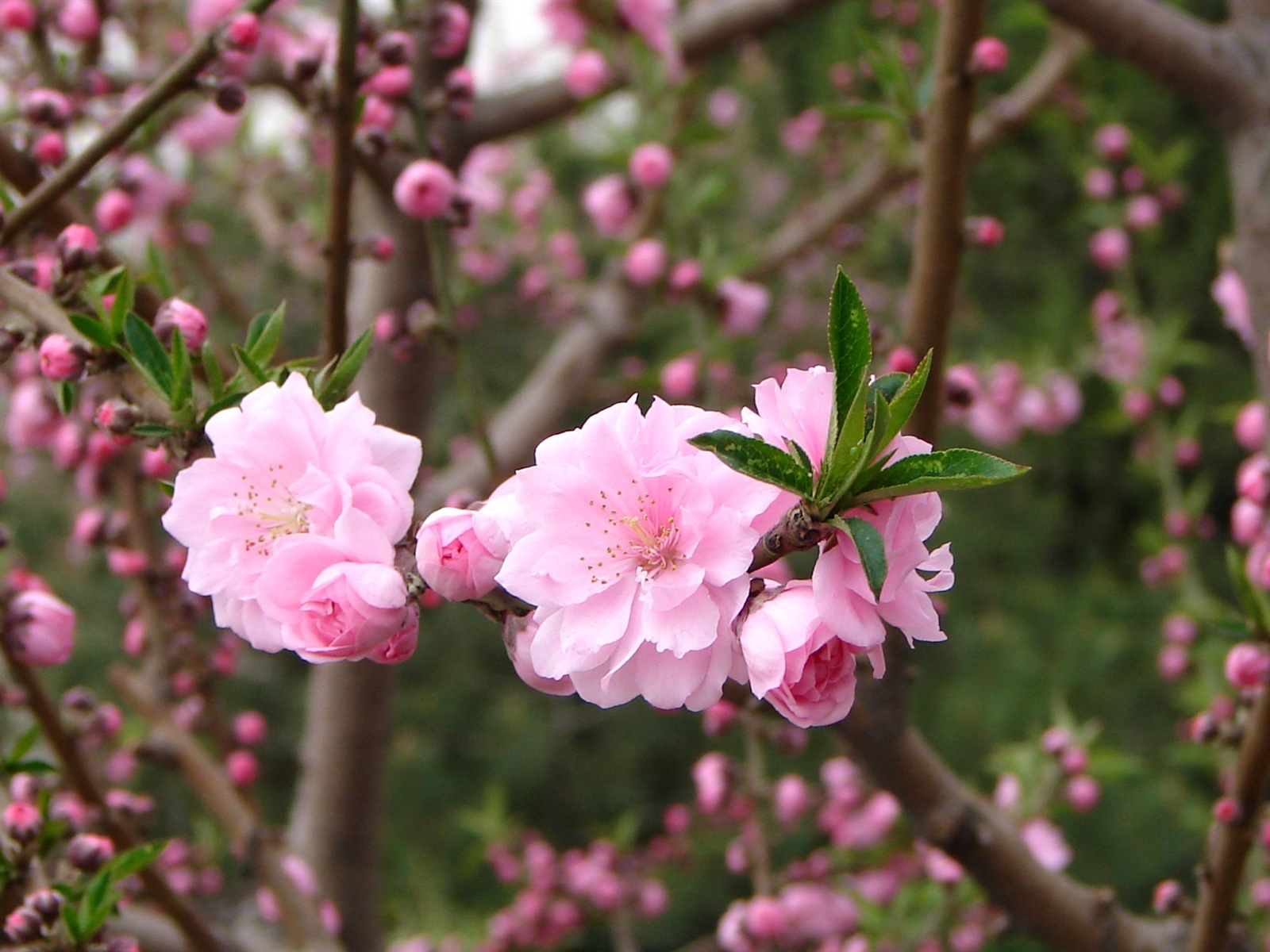 Pink peach flowers HD wallpaper #5 - 1600x1200