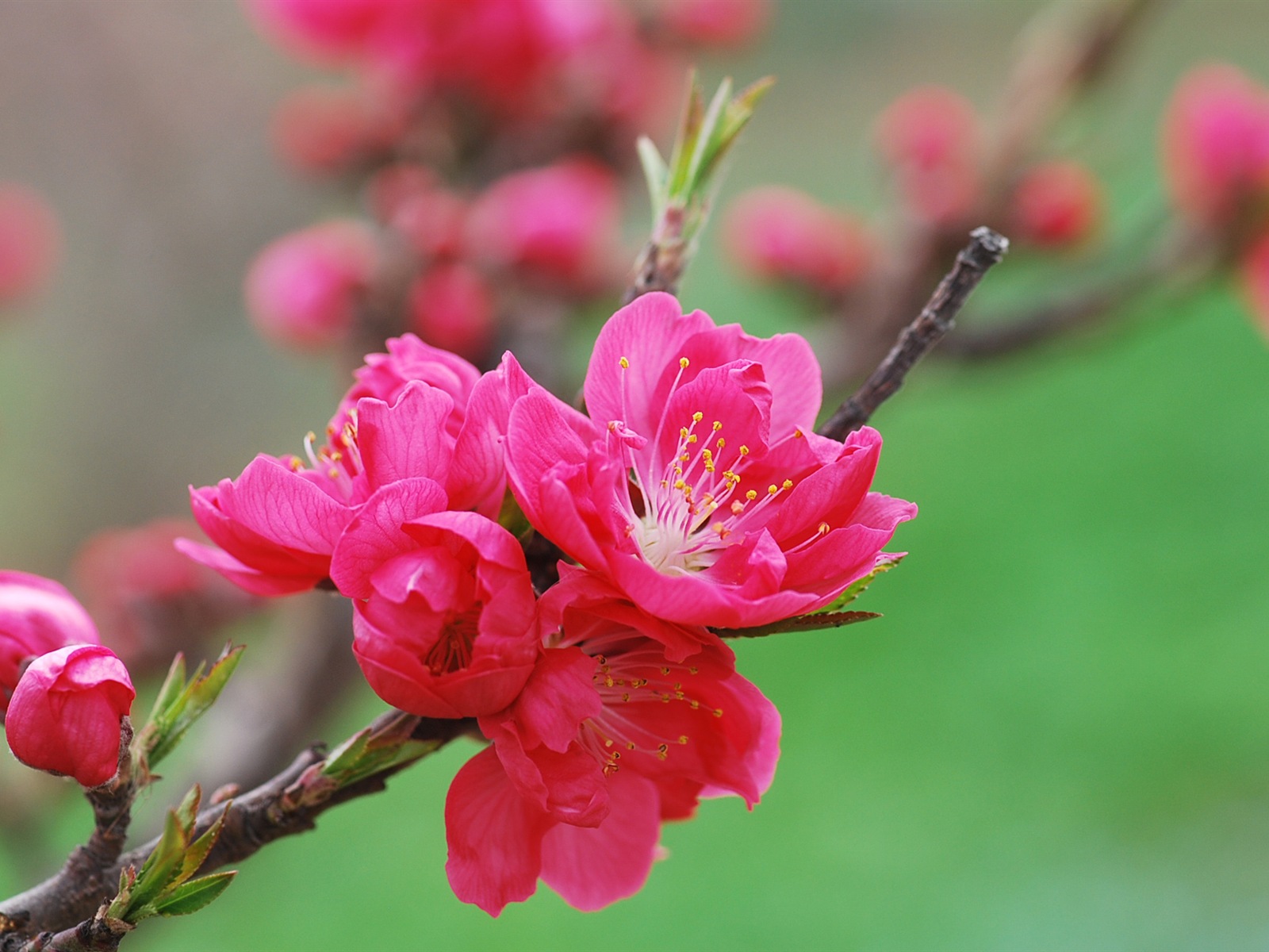 Розовый персик цветы обои #18 - 1600x1200