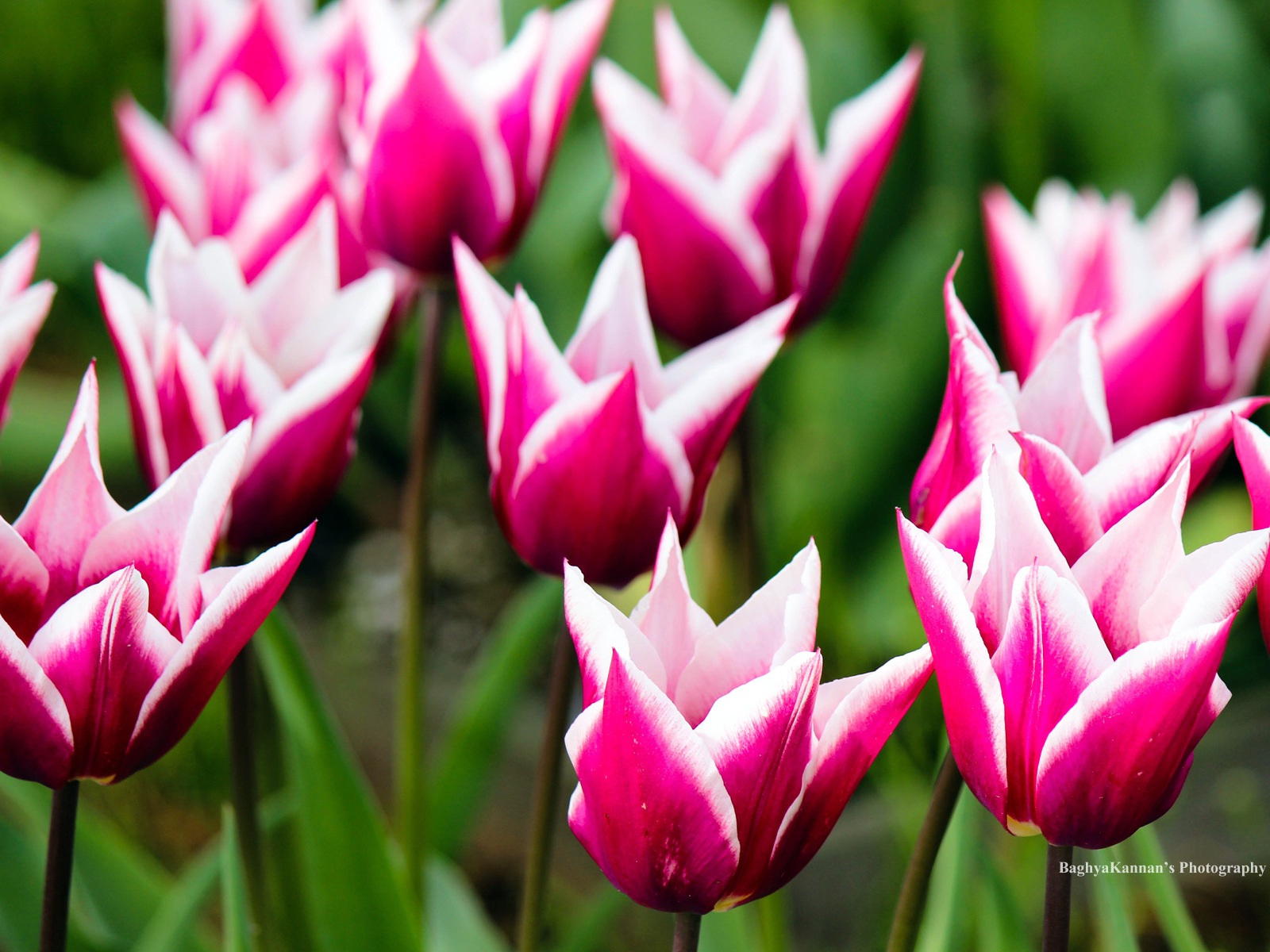 Krásné květy tulipánů, Windows 8 téma HD Tapety na plochu #1 - 1600x1200
