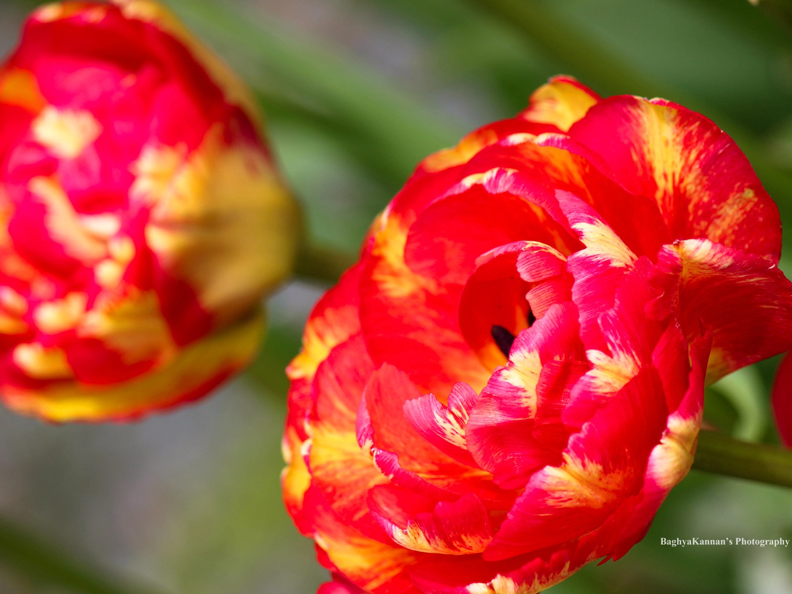 美丽的郁金香花，Windows 8 主题高清壁纸3 - 1600x1200