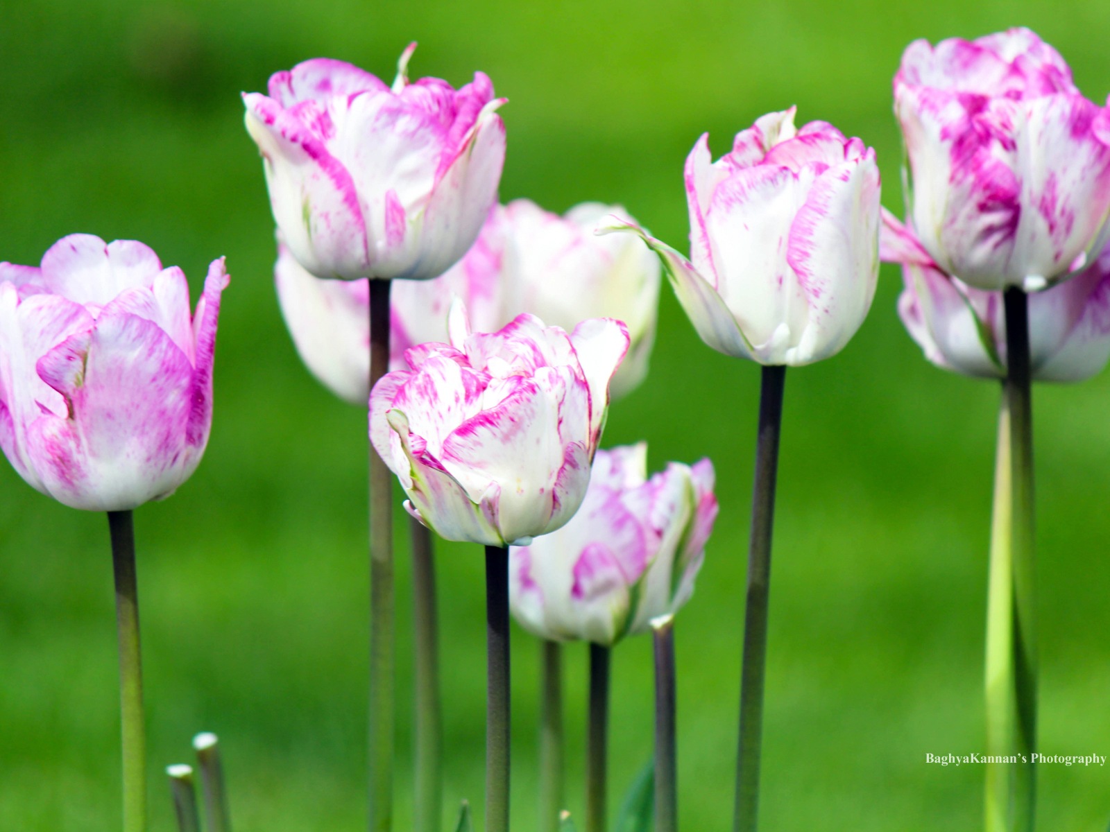 아름다운 튤립 꽃, 윈도우 8 테마의 HD 배경 화면 #9 - 1600x1200
