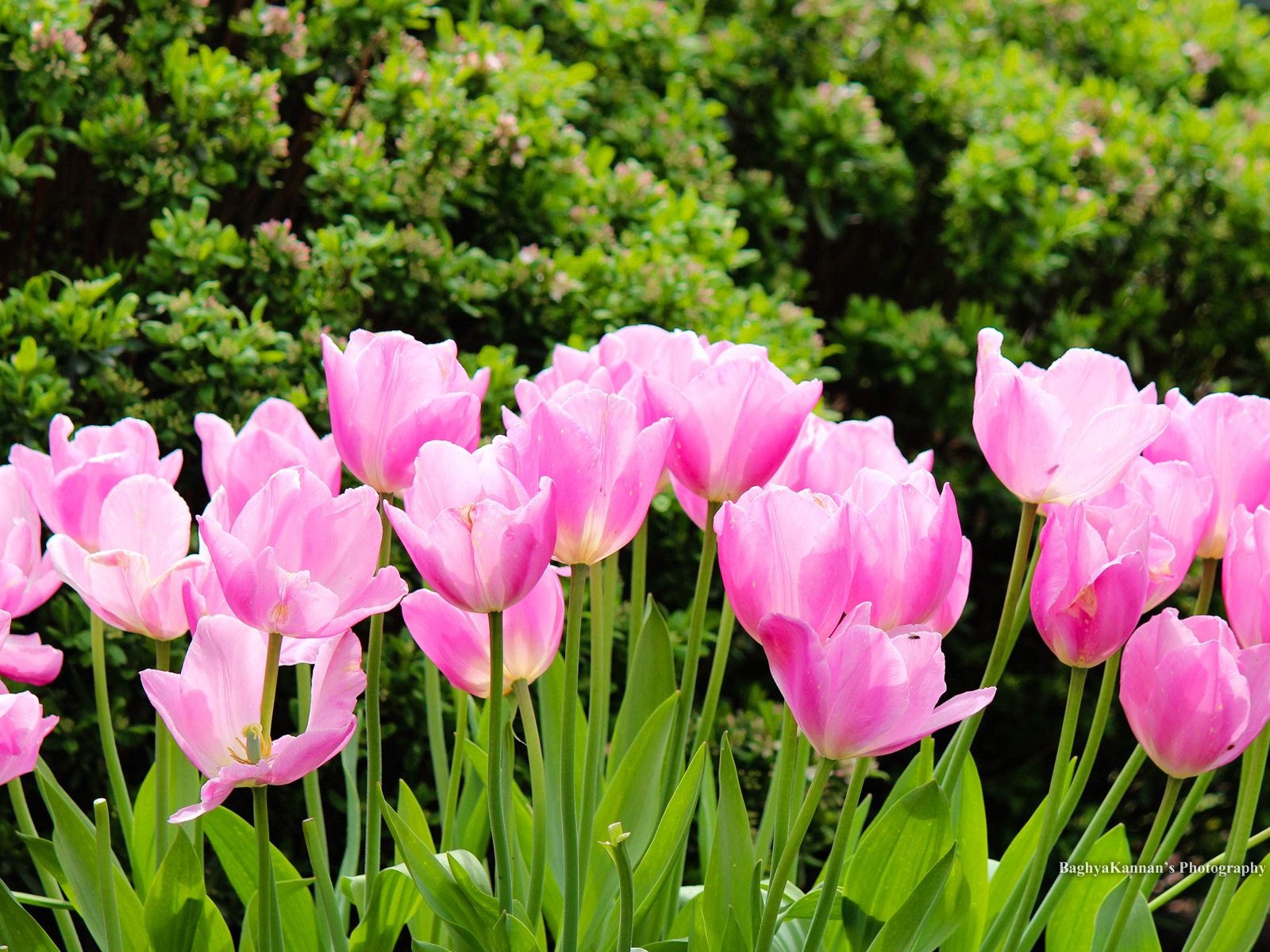 Красивые цветы тюльпана, HD обои 8 тематические Окна #10 - 1600x1200