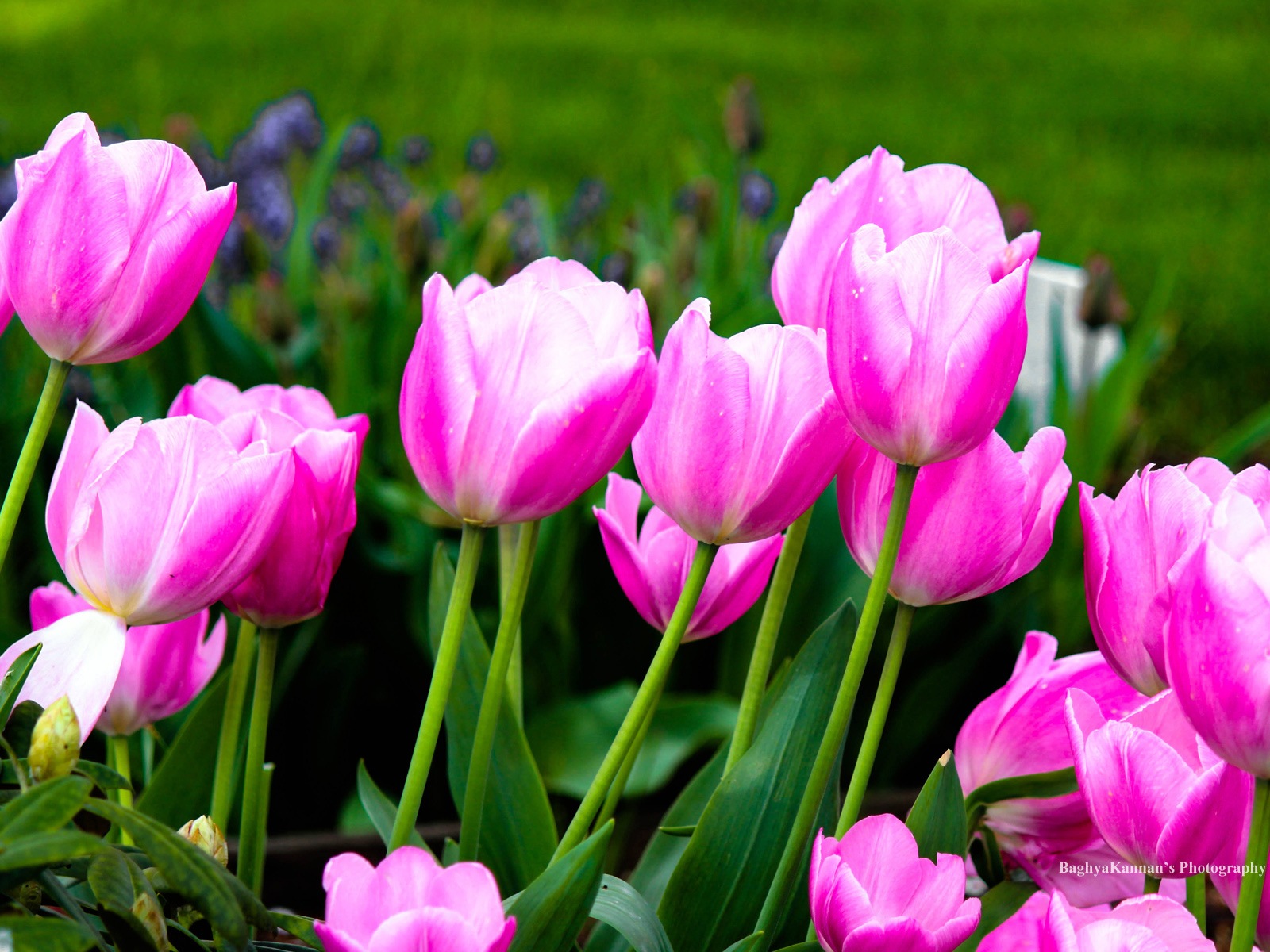 Beautiful tulip flowers, Windows 8 theme HD wallpapers #11 - 1600x1200