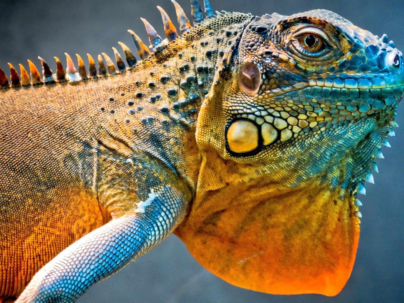 Animales colorido fondos de pantalla de alta definición camaleón #1 - 1600x1200
