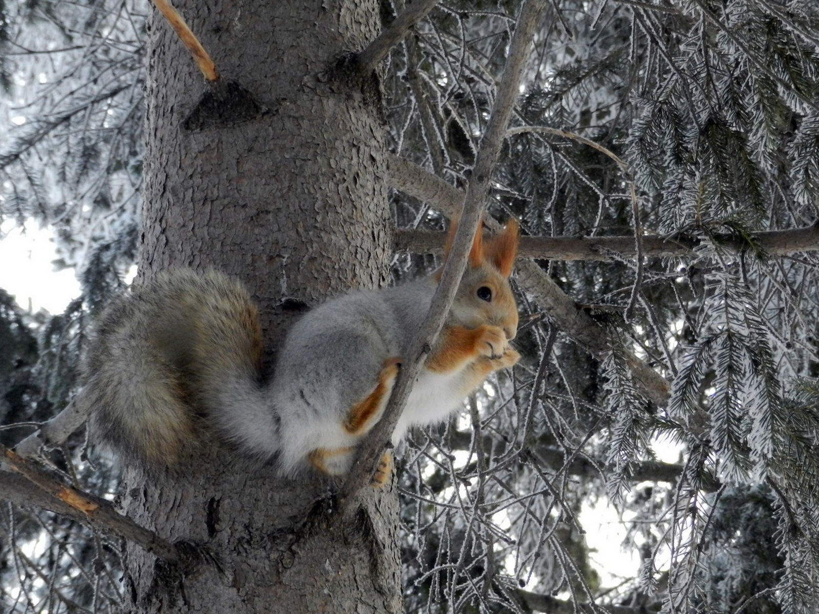 동물 근접 촬영, 귀여운 다람쥐 HD 배경 화면 #6 - 1600x1200