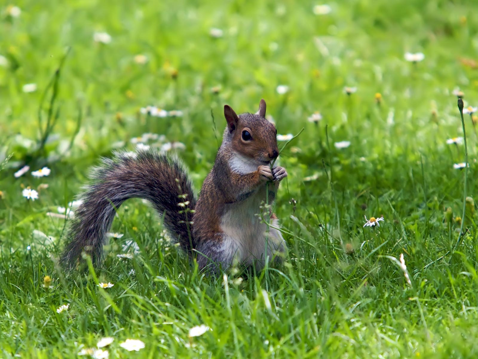 Animal close-up, cute squirrel HD wallpapers #18 - 1600x1200