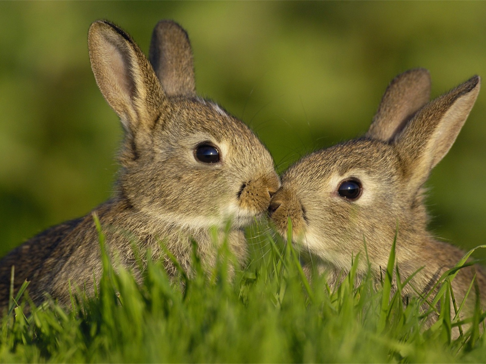 Пушистые животные, милые обои кролик HD #6 - 1600x1200