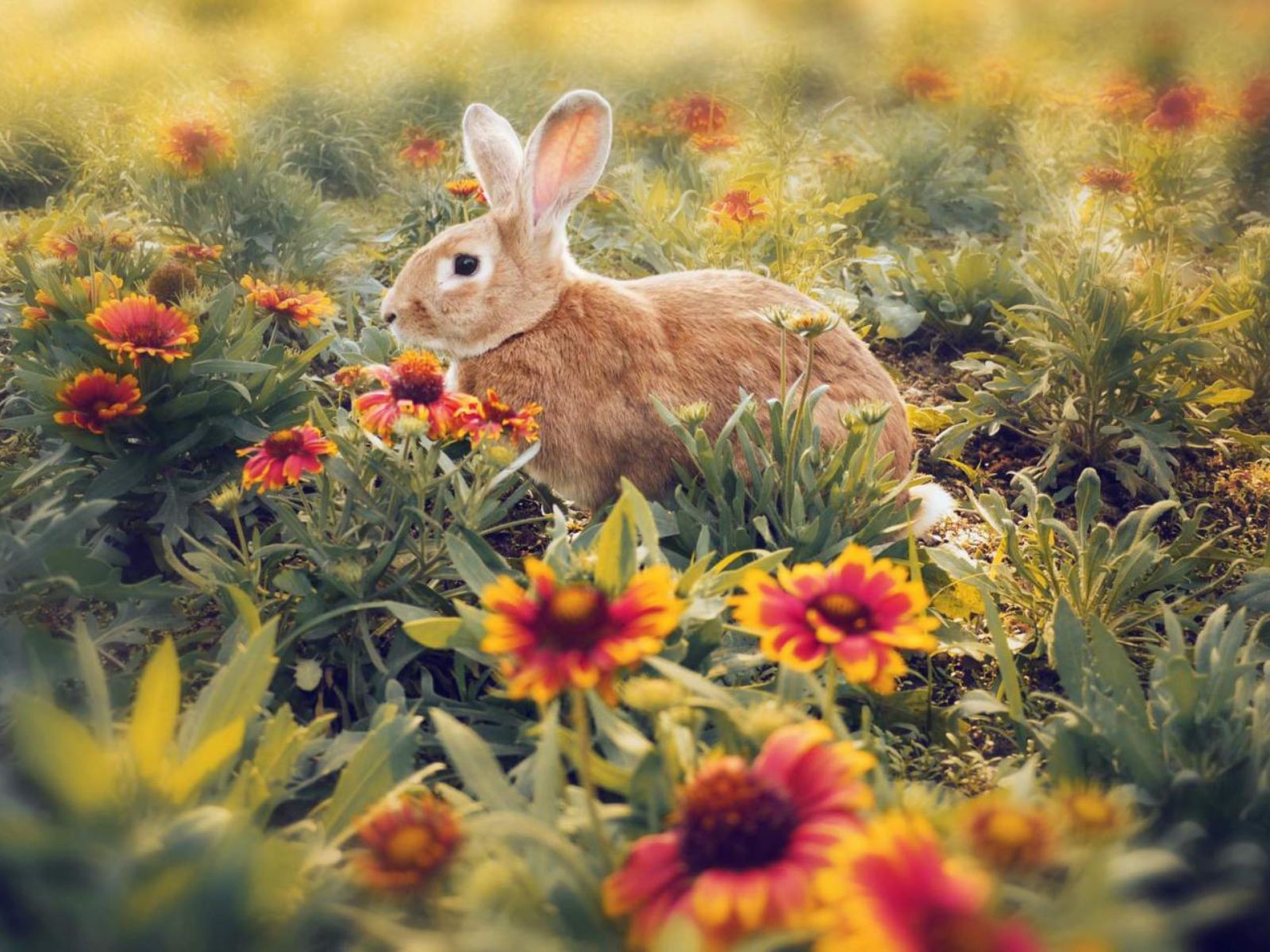 毛茸茸的動物，可愛的兔子 高清壁紙 #9 - 1600x1200