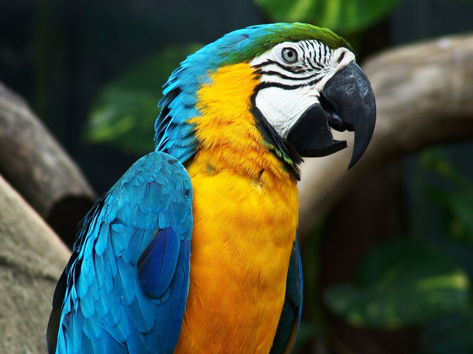 Macaw close-up HD wallpapers #7 - 1600x1200