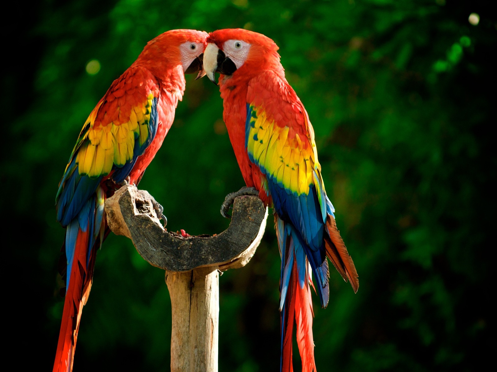 Macaw close-up fonds d'écran HD #16 - 1600x1200