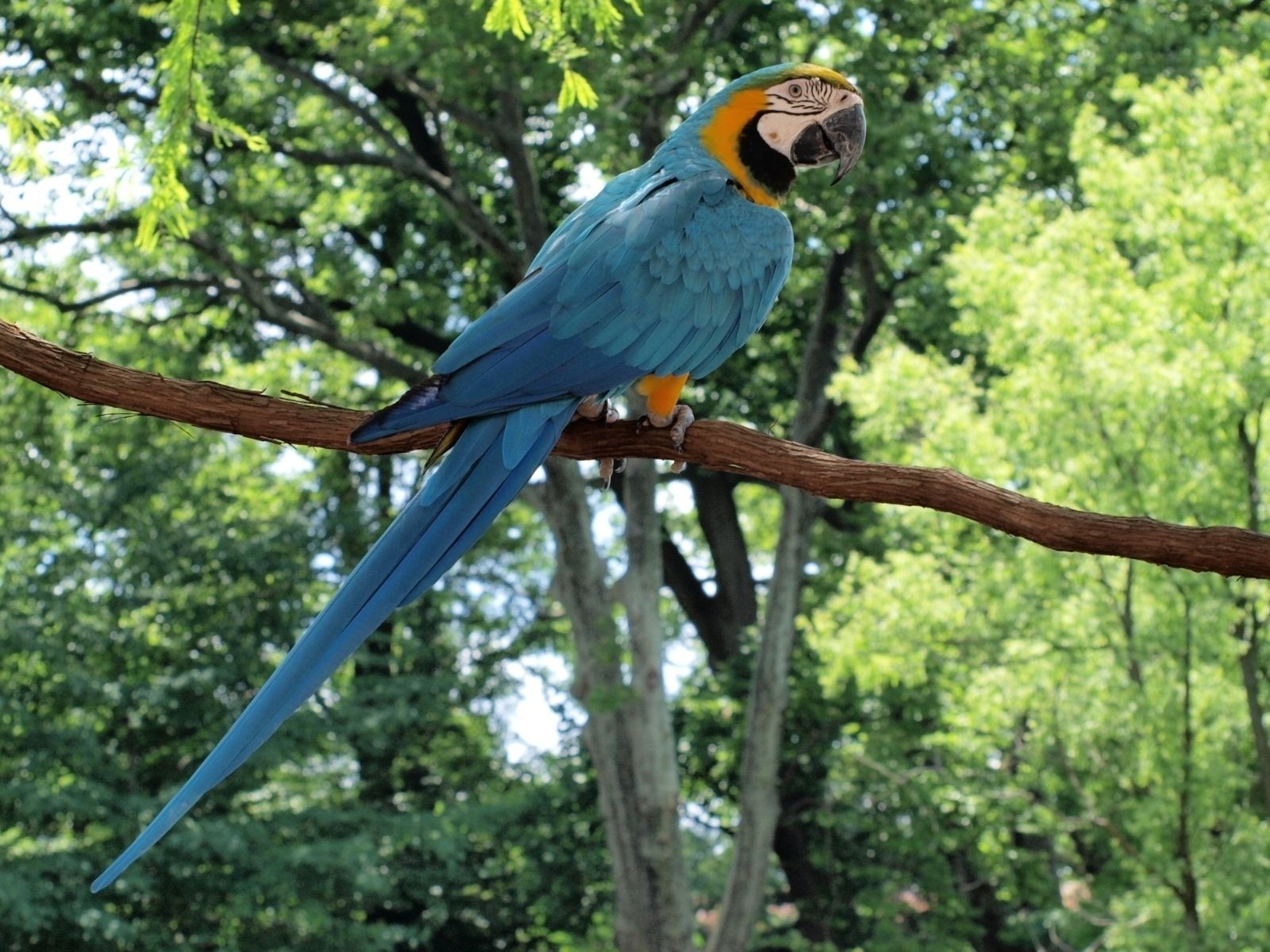 macaw close-up HD Tapety na plochu #22 - 1600x1200