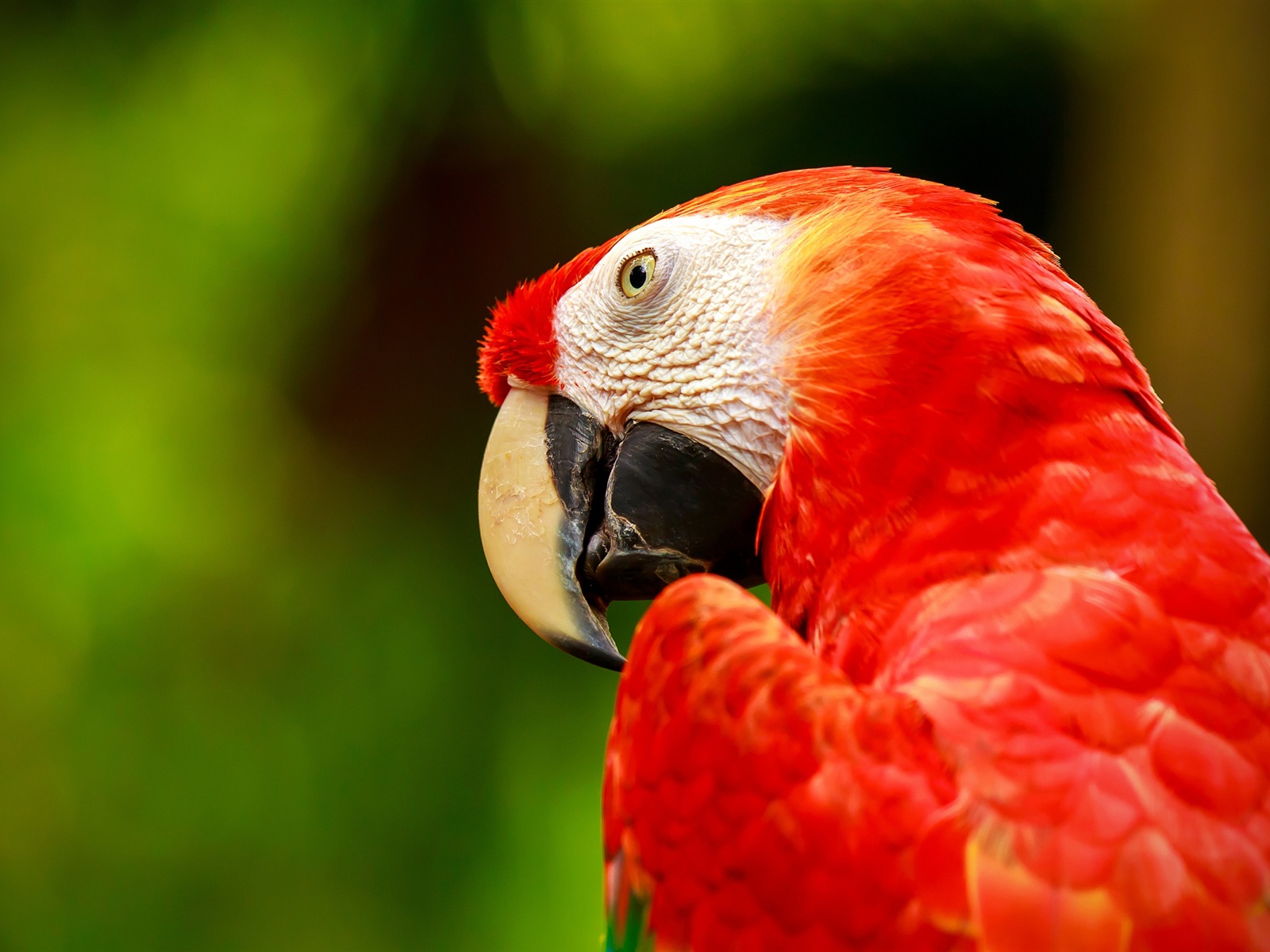Macaw close-up fonds d'écran HD #26 - 1600x1200