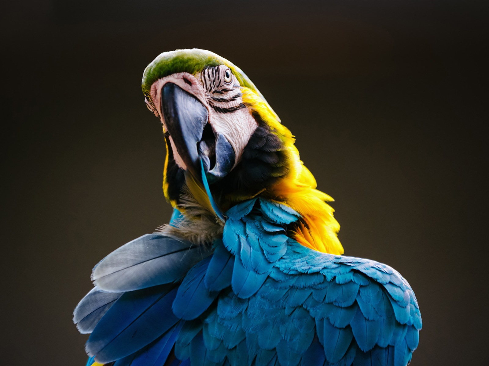 Macaw close-up HD wallpapers #2 - 1600x1200