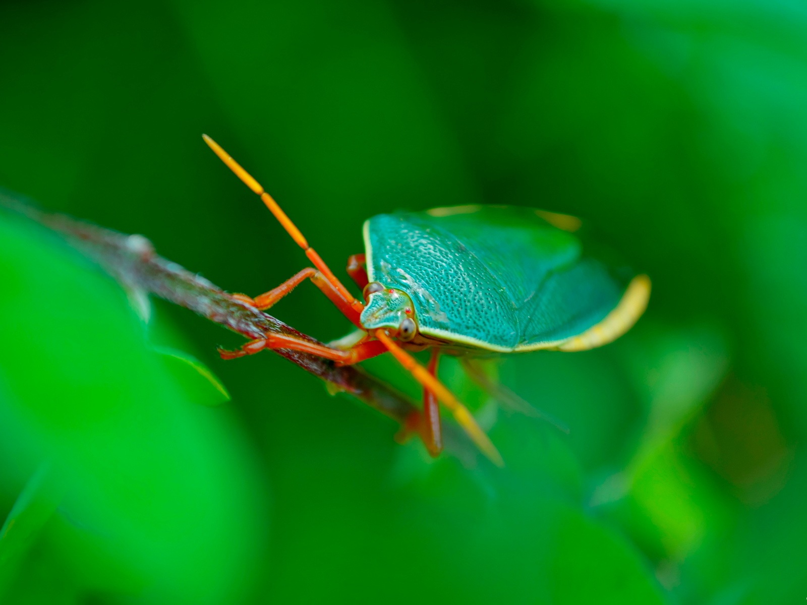 Windows 8 fondo del tema, mundo insectos #3 - 1600x1200