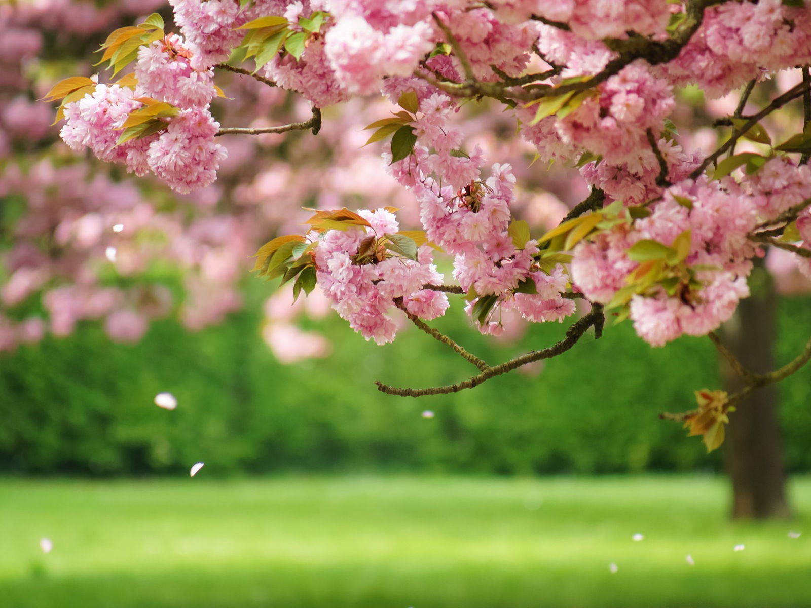 Jarní květiny kvetou HD Tapety na plochu #1 - 1600x1200