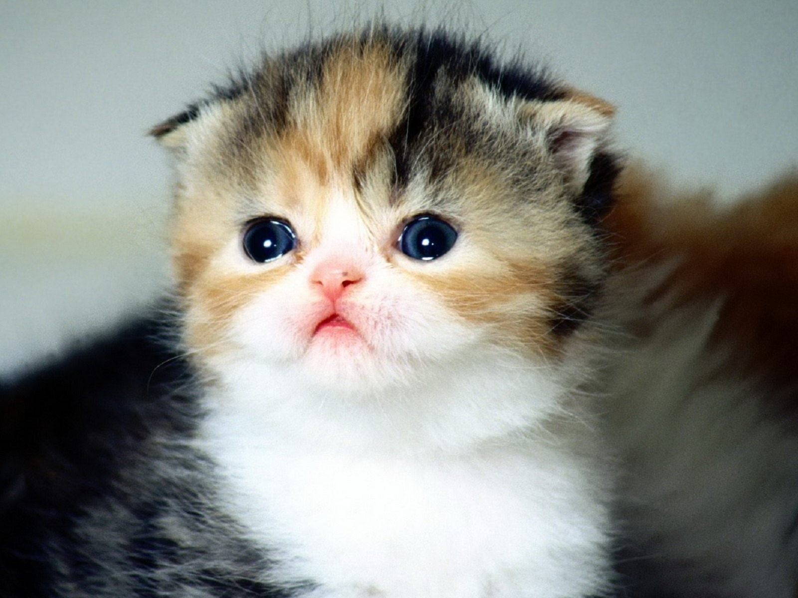 Cute pets, Scottish Fold cat HD wallpapers #8 - 1600x1200