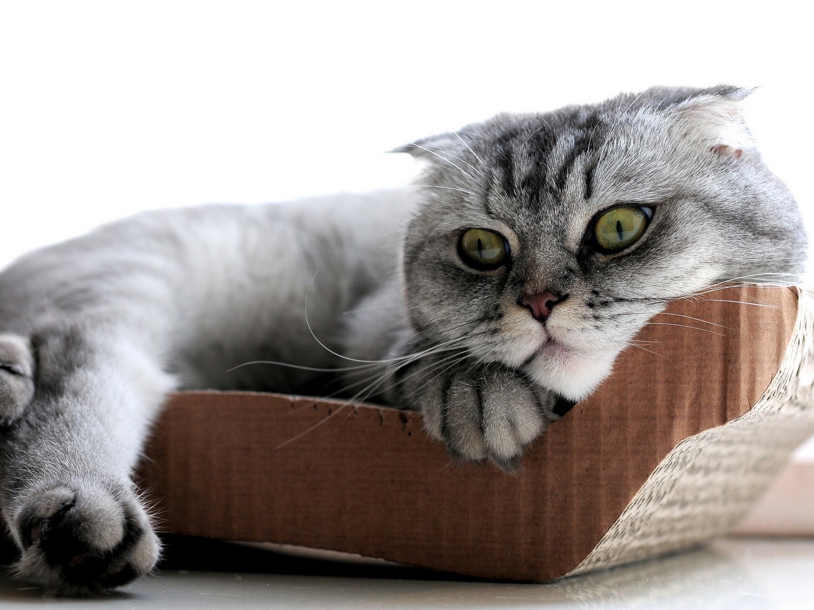 Cute pets, Scottish Fold cat HD wallpapers #11 - 1600x1200