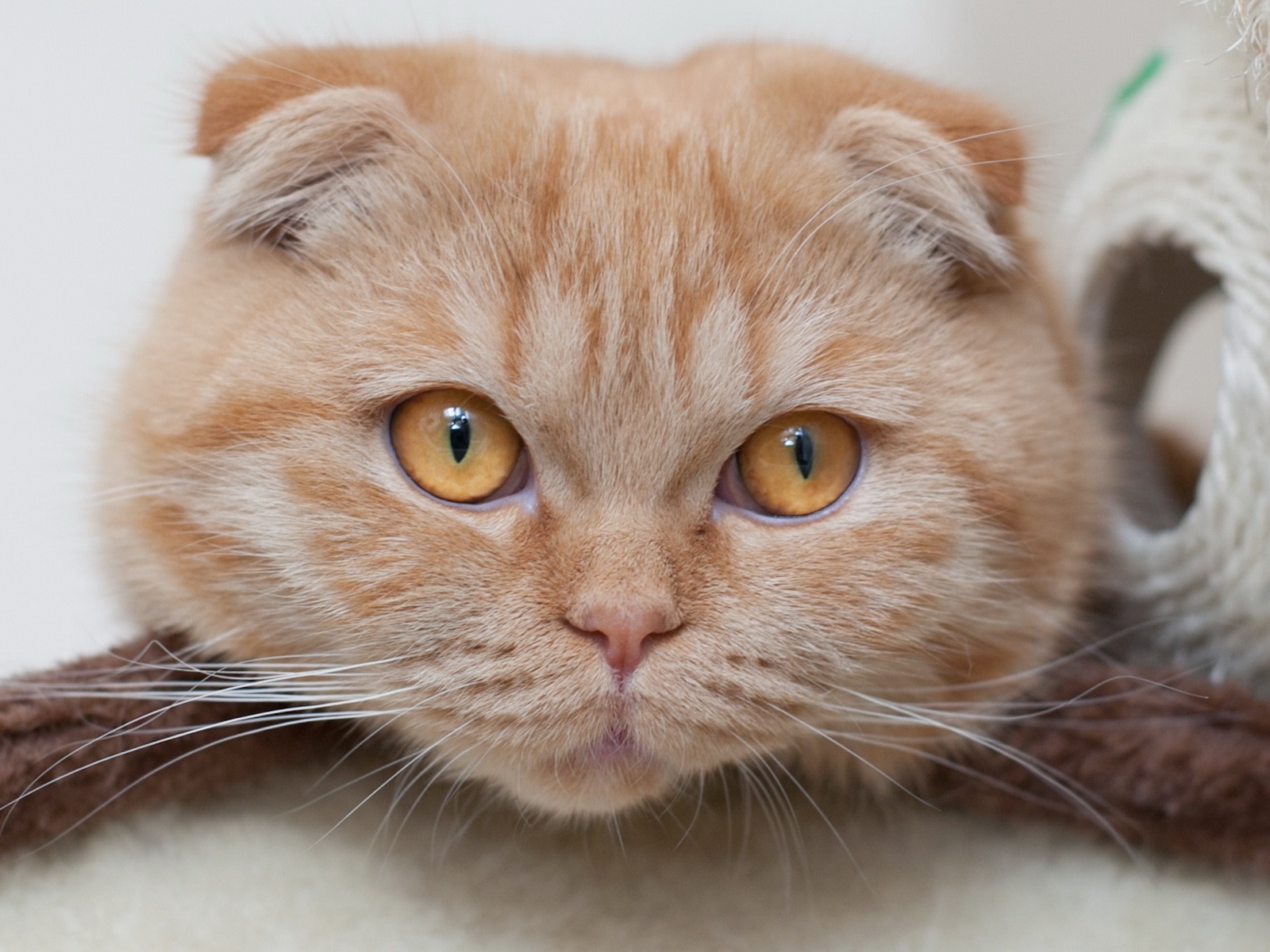 Cute pets, Scottish Fold cat HD wallpapers #15 - 1600x1200