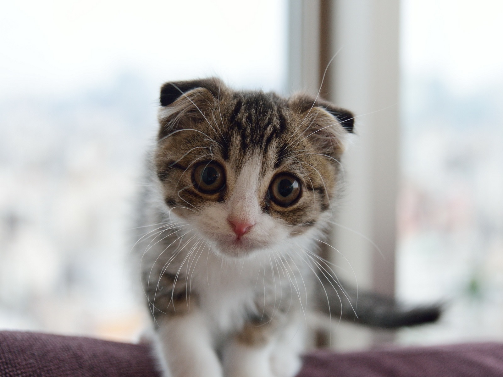 Cute pets, Scottish Fold cat HD wallpapers #23 - 1600x1200