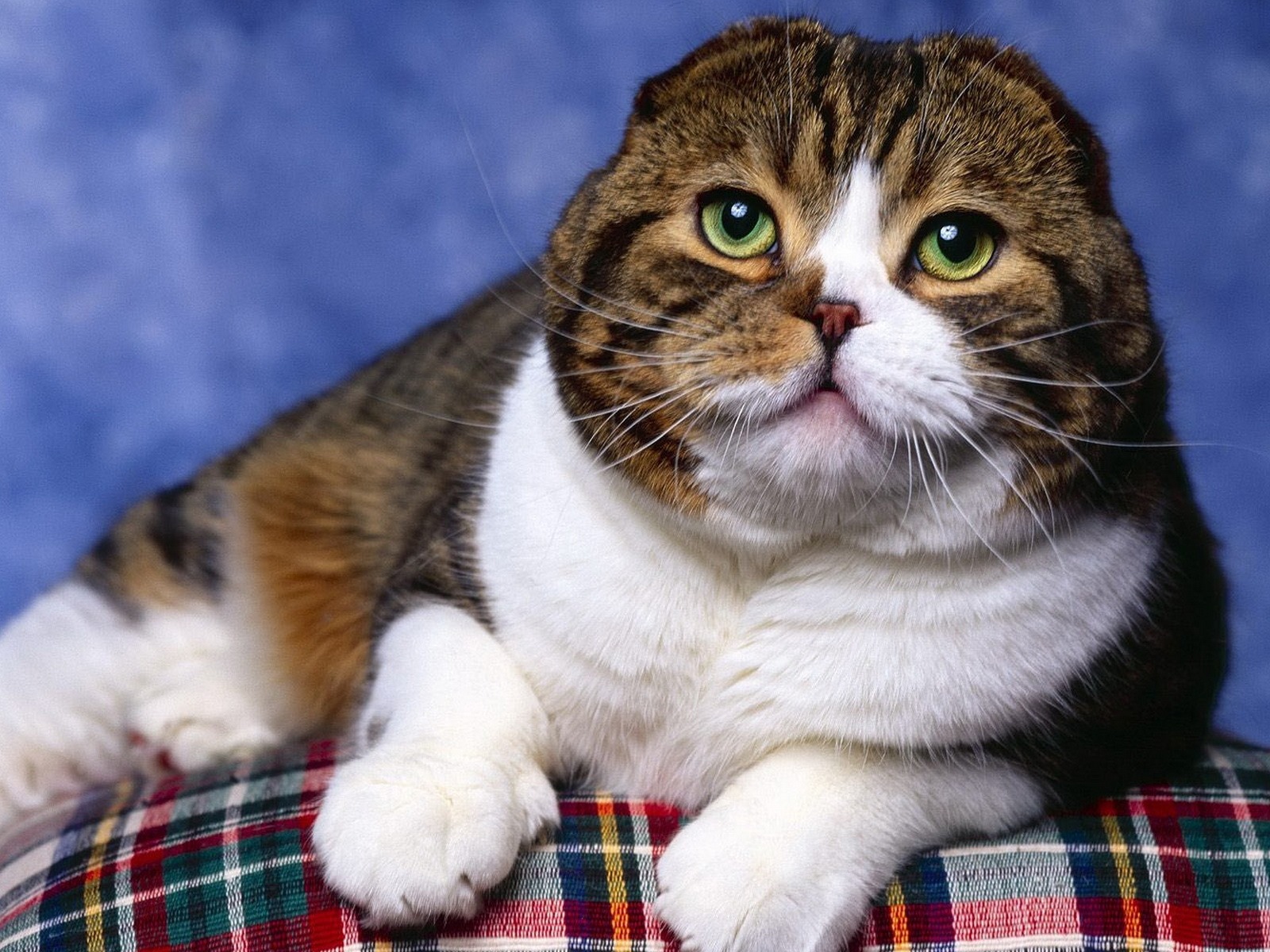 Roztomilé domácí zvířata, Scottish Fold kočka HD tapety na plochu #27 - 1600x1200