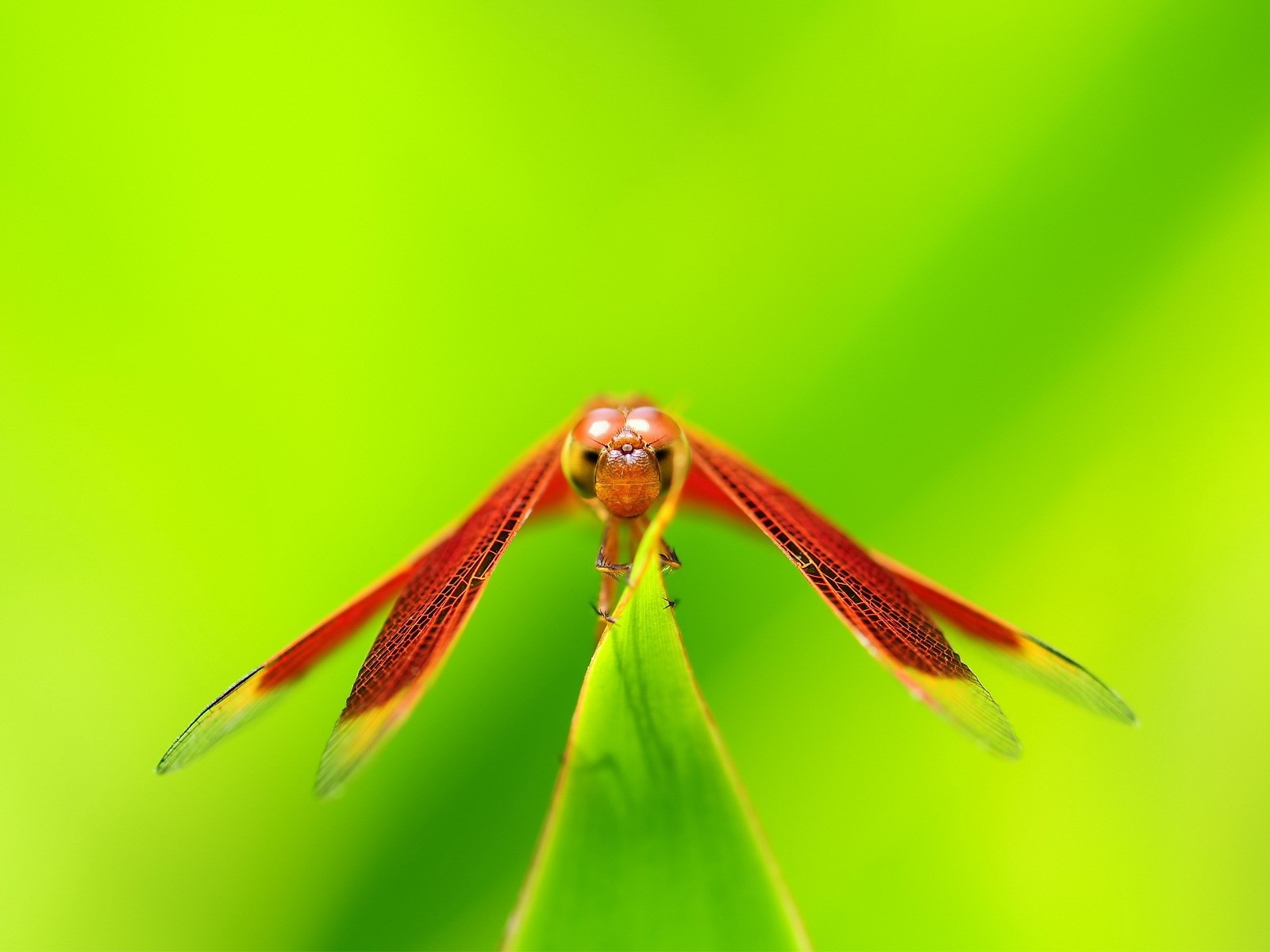 昆蟲特寫，蜻蜓高清壁紙 #7 - 1600x1200