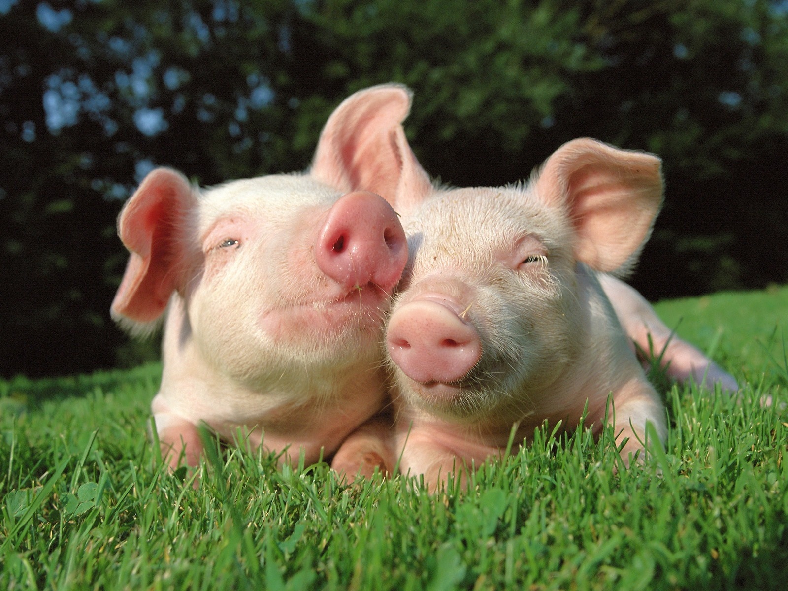 Свинья год о свиньи HD обои #19 - 1600x1200