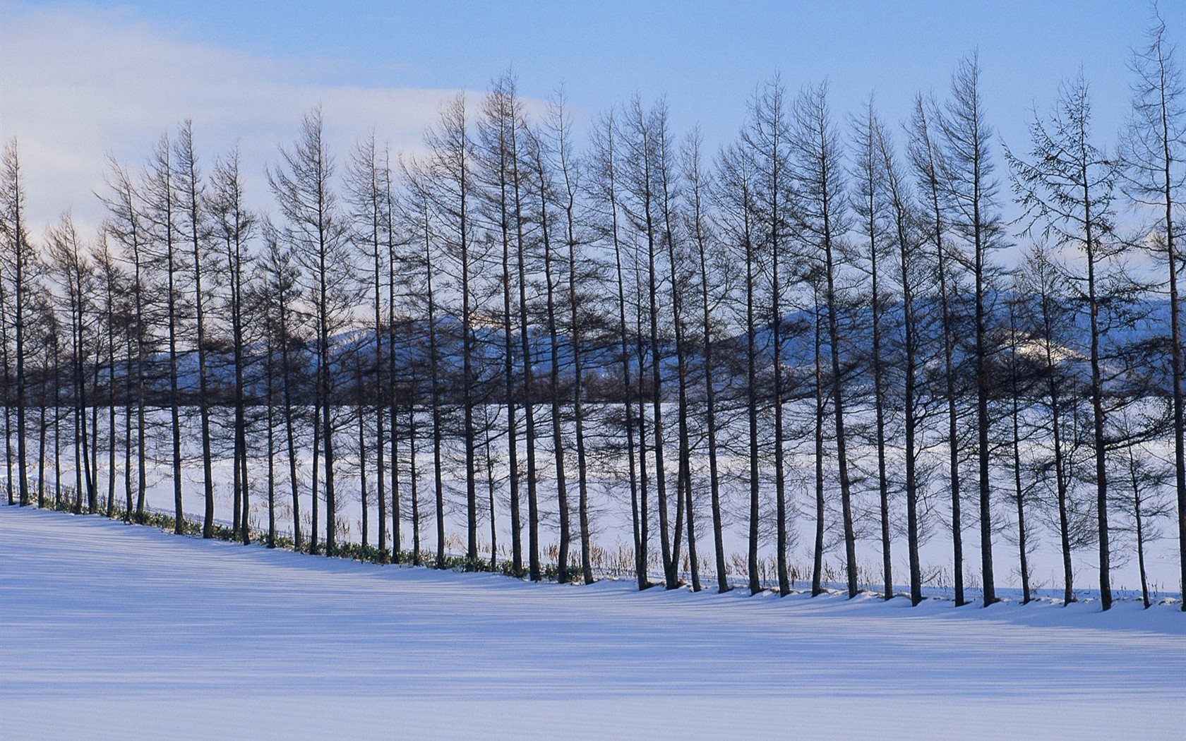 Sníh les tapety (1) #1 - 1680x1050
