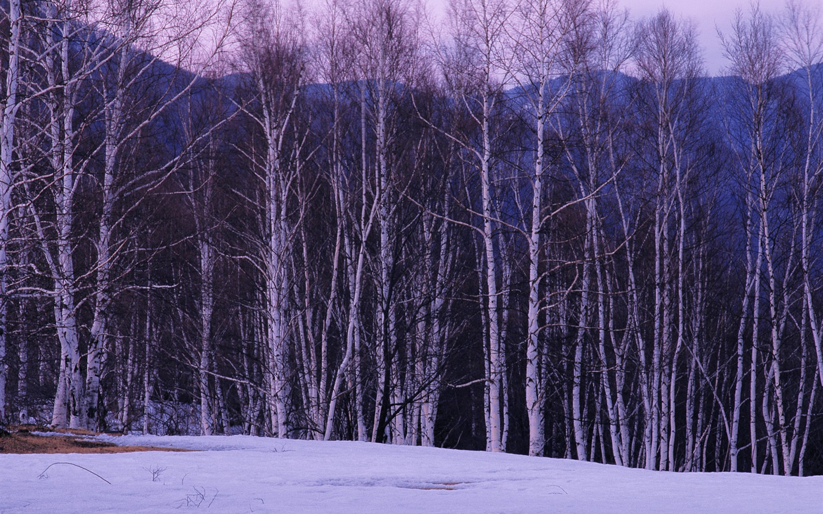 Sníh les tapety (1) #4 - 1680x1050