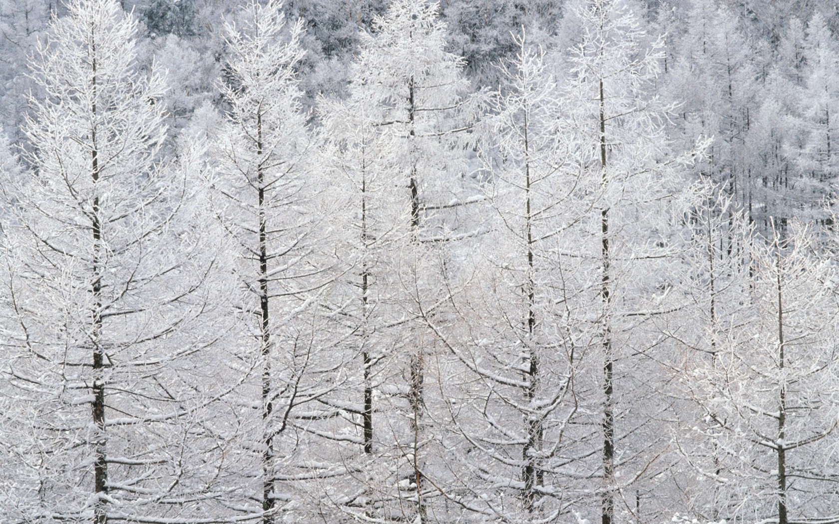 雪の林の壁紙(2) #19 - 1680x1050