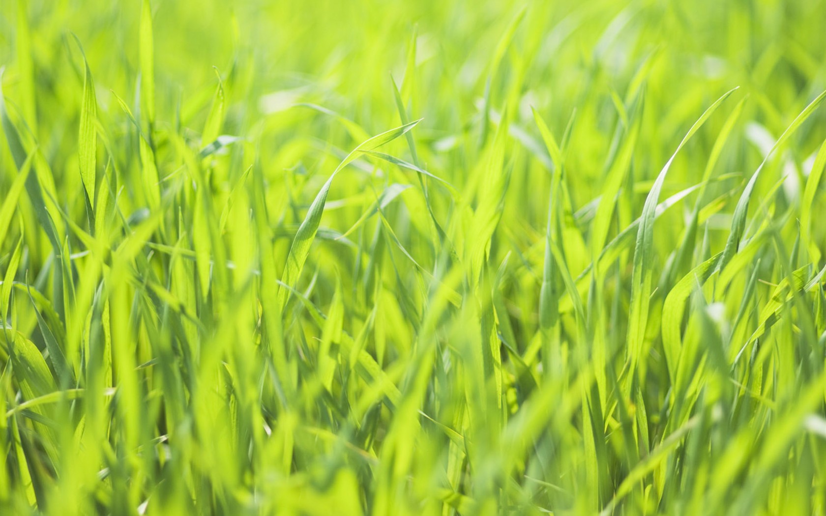 Green Grass обои (2) #3 - 1680x1050