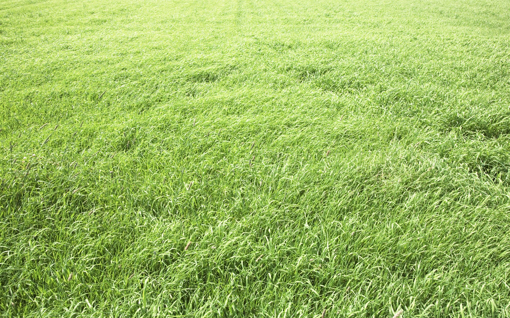 Green Grass fondo de pantalla (3) #20 - 1680x1050