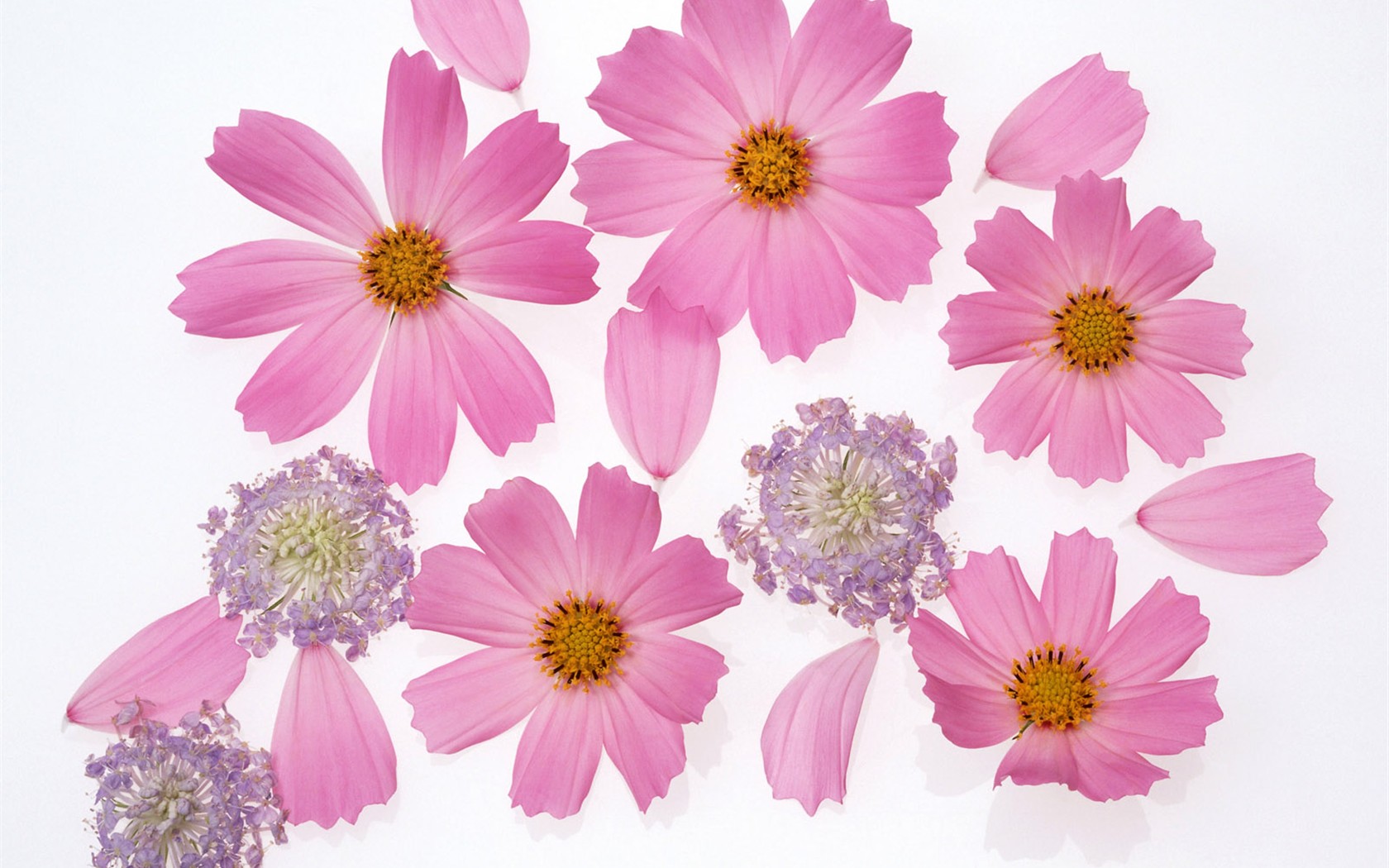 Flower Hintergrundbilder Selection (2) #11 - 1680x1050