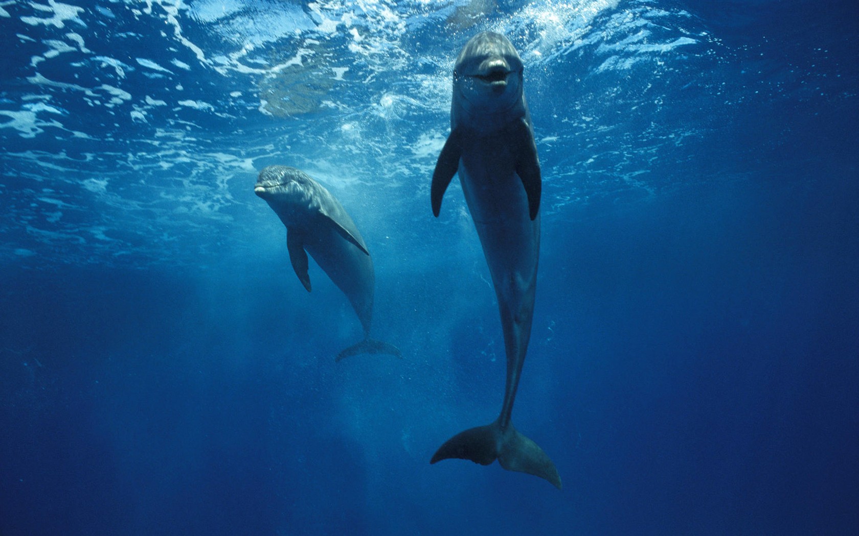 动物壁纸合集(一)3,海豚 - 1680x1050