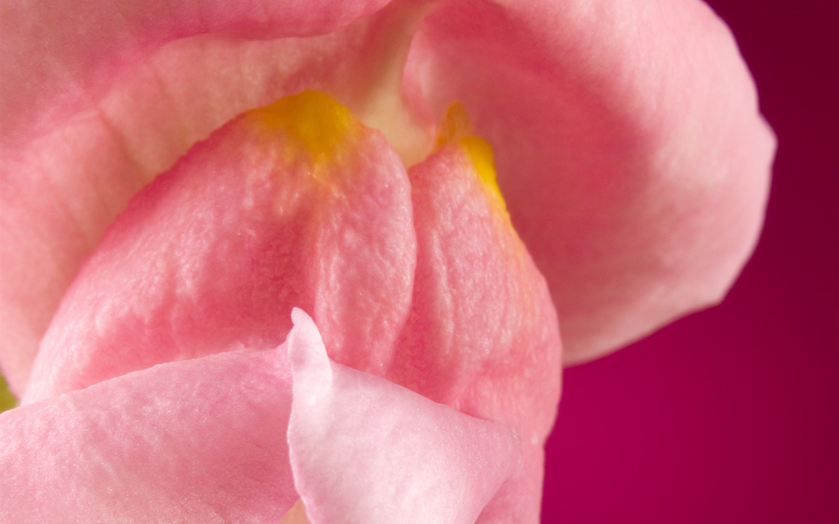 Květiny close-up (1) #18 - 1680x1050