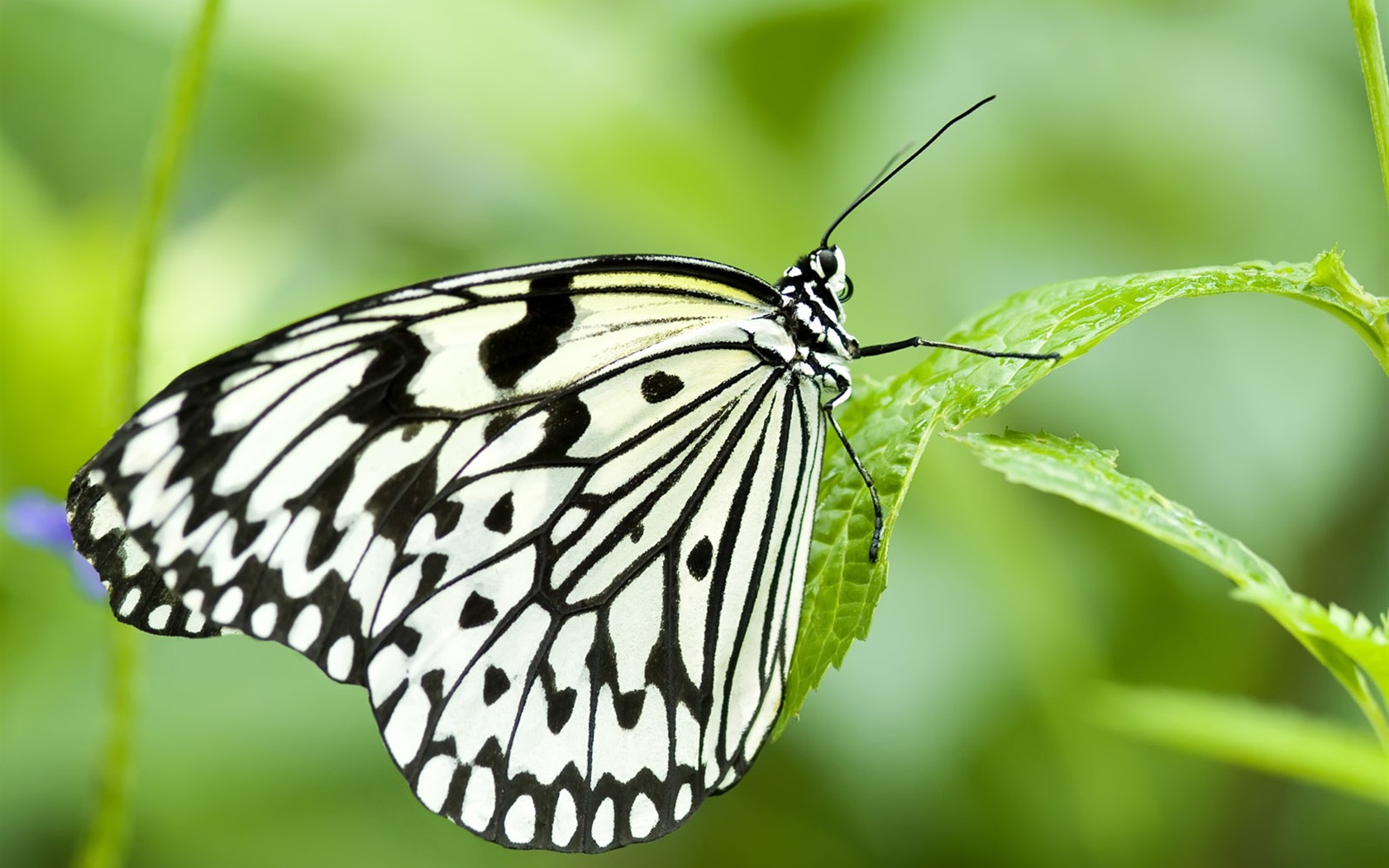 Butterfly Photo Wallpaper (3) #1 - 1680x1050